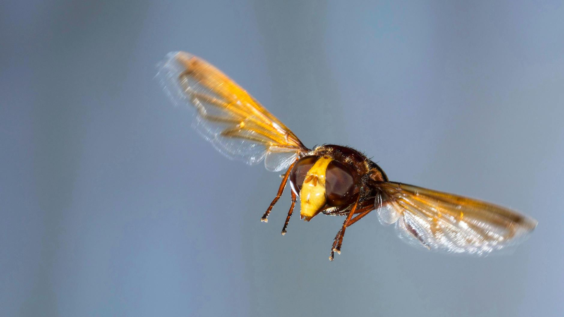 Hausmittel wie Basilikum helfen gegen Fliegen in der Wohnung.