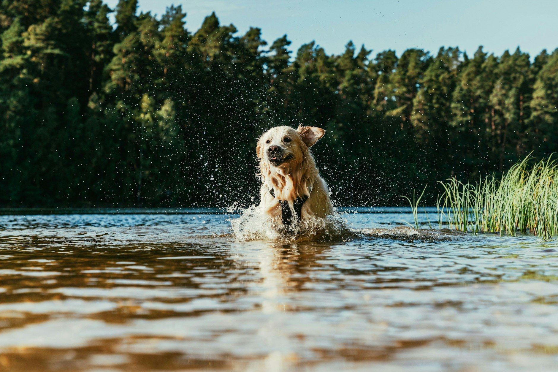 Auch viele Hunde sind wahre Wasserratten.