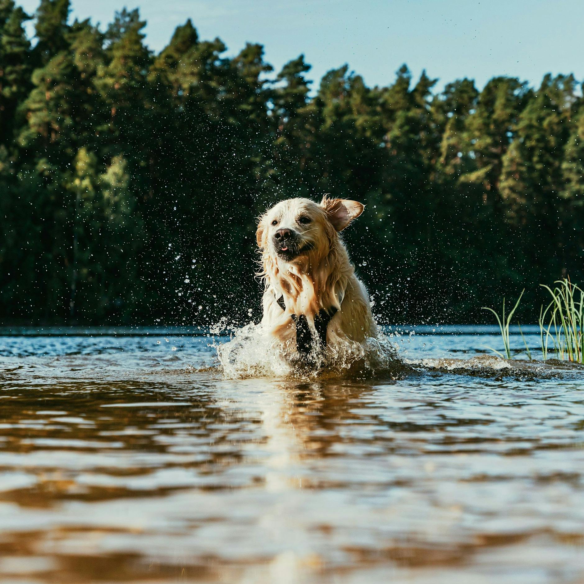 Badespaß mit Hund – so bleibt Ihr Vierbeiner sicher im kühlen Nass