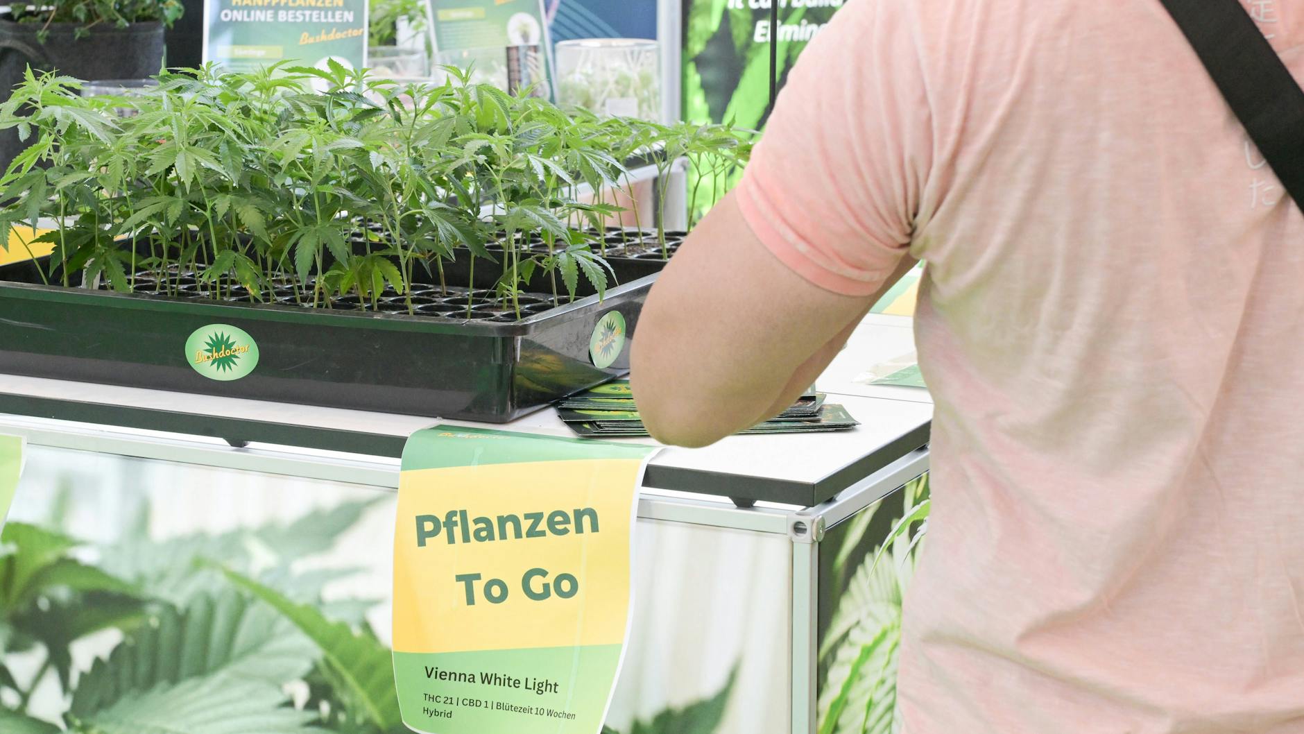 Verkaufsstand für Cannabis-Setzlinge auf der Cannabis-Messe. 