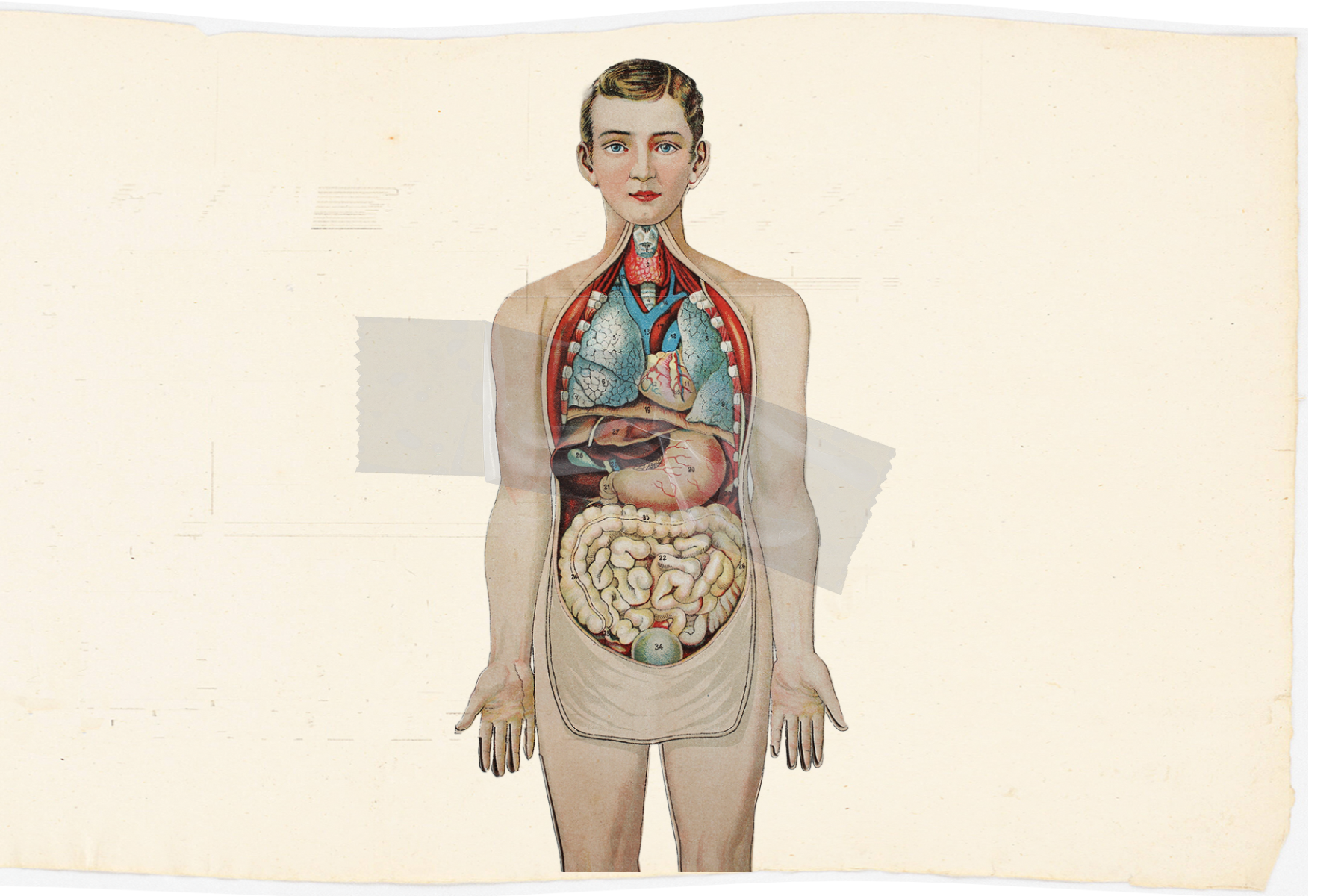 Widerspruchslösung für Organspende: Sollten alle automatisch Spender sein? Ich bin dagegen