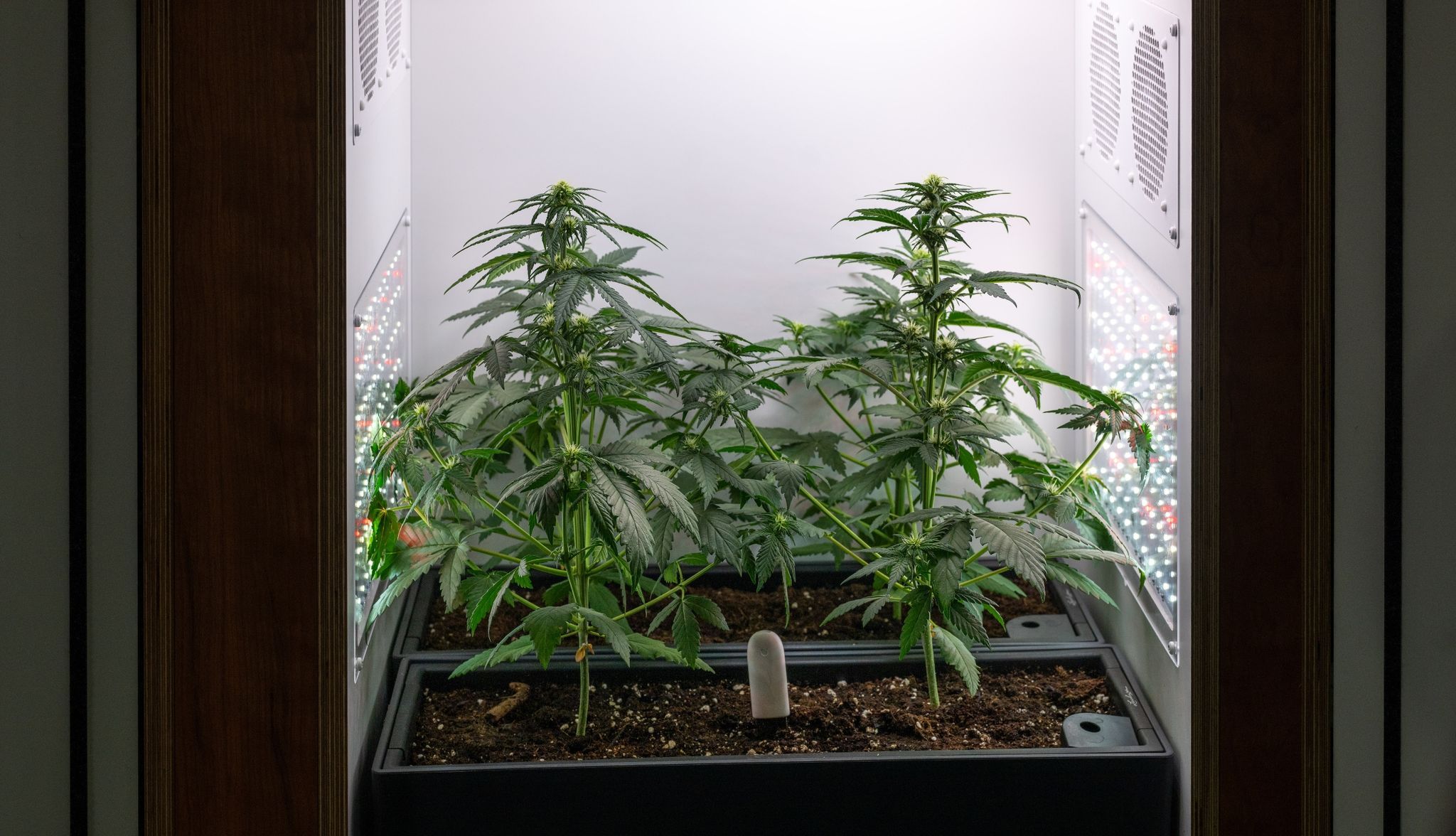 Hängepartie bei Cannabis-Clubs vorbei