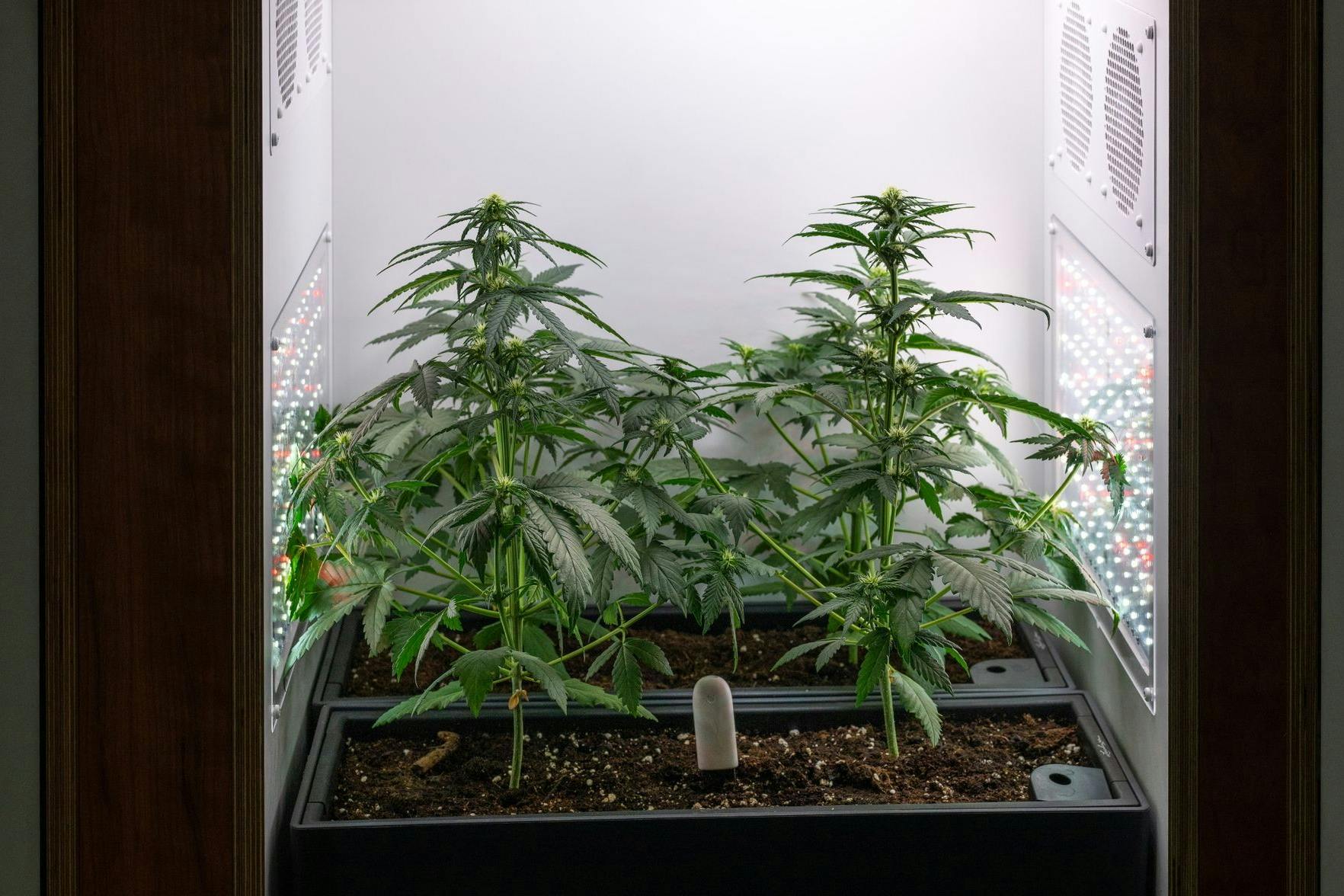 Eine Growbox zum Anbau von Cannabis wird auf der Hanfmesse „Mary Jane“ präsentiert. Die Cannabis-Clubs stehen in den Startlöchern.