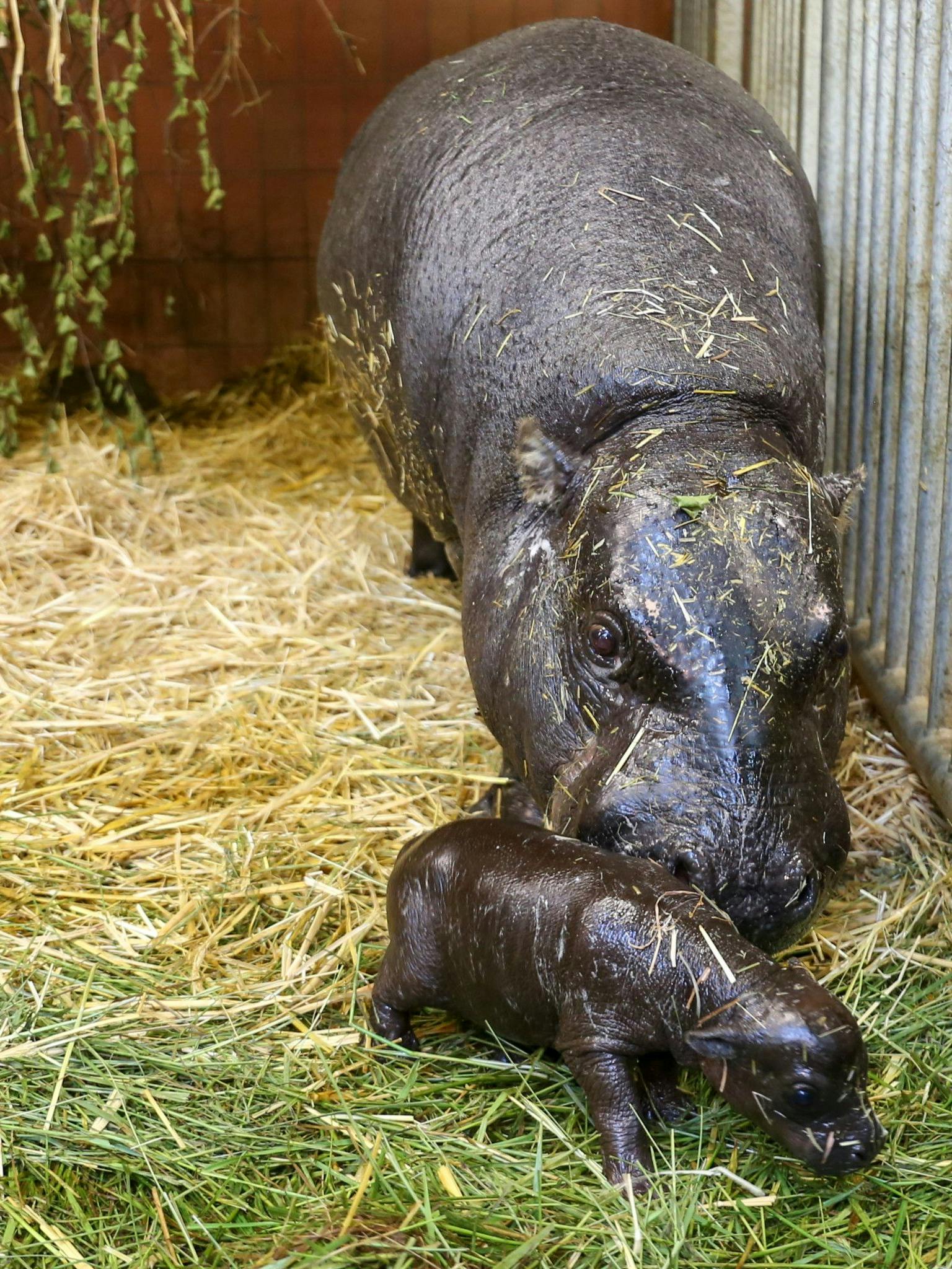 Das Zwergflusspferd (Choeropsis liberiensis) mit seiner Mutter Debbie im Zoo Berlin. Zwei seltene Zwergflusspferde haben Anfang Juni im Berliner Zoo das Licht der Welt erblickt. Eines davon verstarb jedoch kurz nach der Geburt.