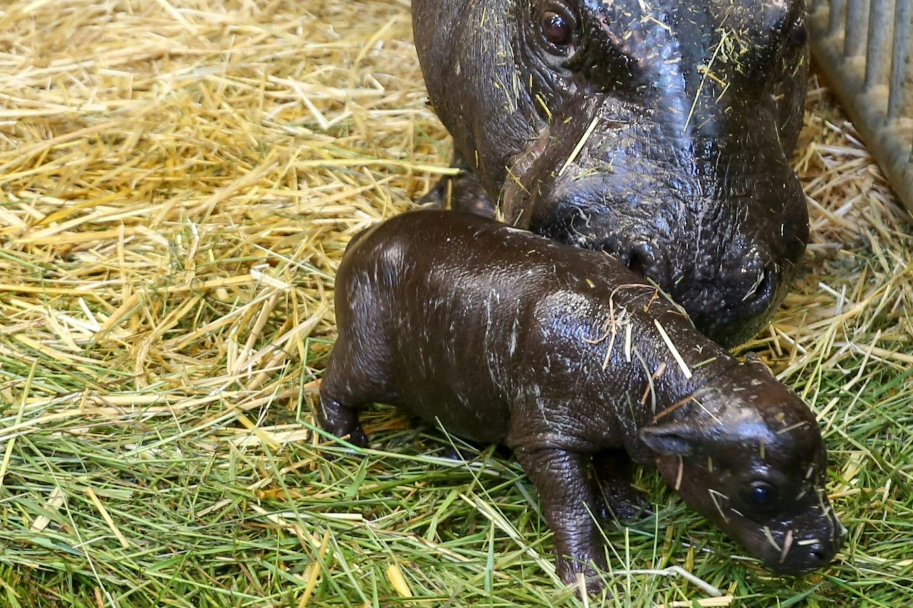 Das kleine Zwergflusspferd (Choeropsis liberiensis) mit seiner Mutter Debbie im Zoo Berlin. Es braucht einen Bademeister