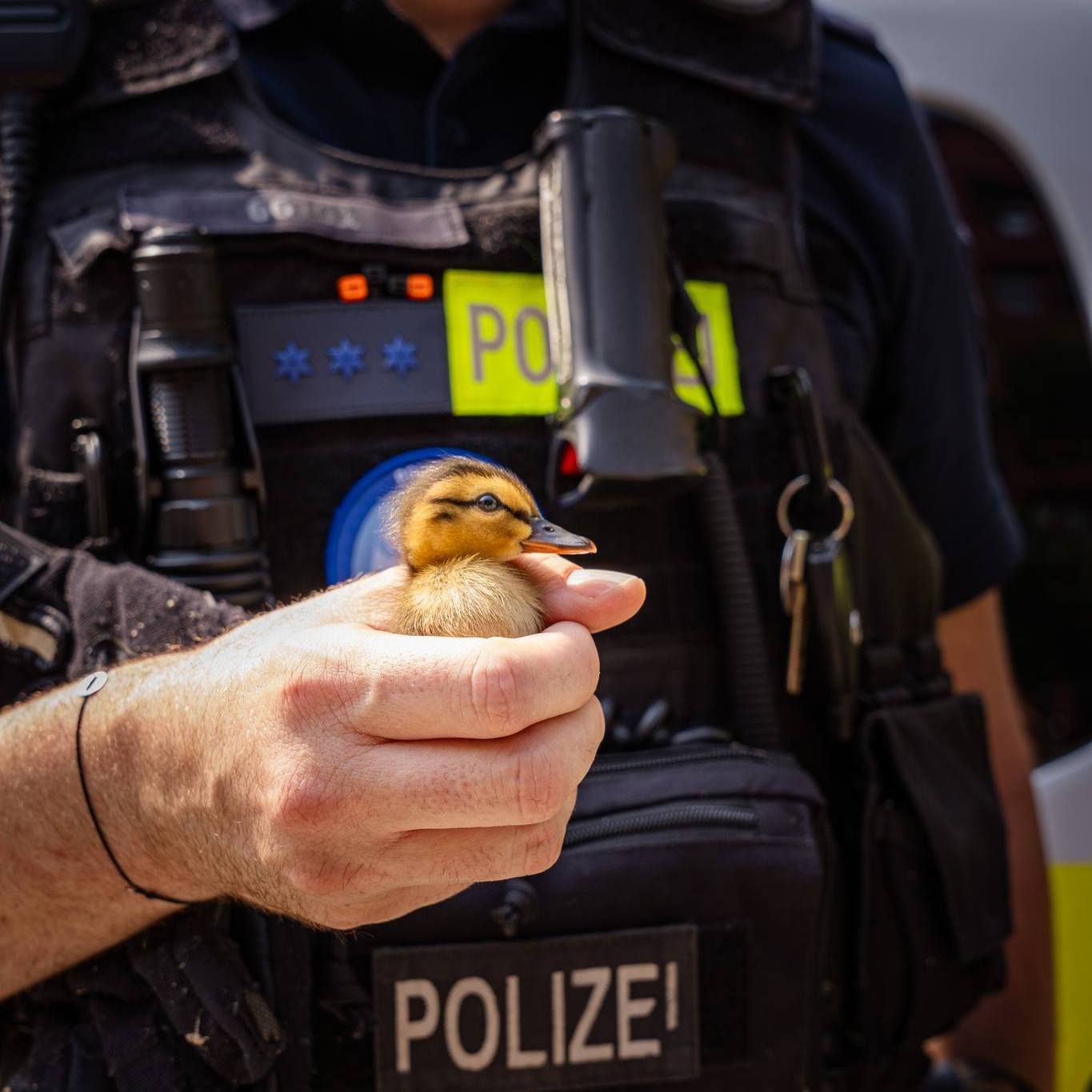 Süße Fotos! Berliner Polizei zeigt Herz – und rettet zwei Entenküken