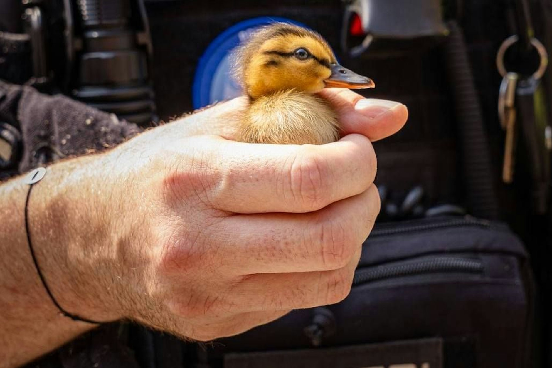 Kleine, verwaiste, schnuckelige Entenküken versüßten den Tag von Berliner Polizisten. Die Kleinen und verdanken den Beamten wohl ihr Leben.