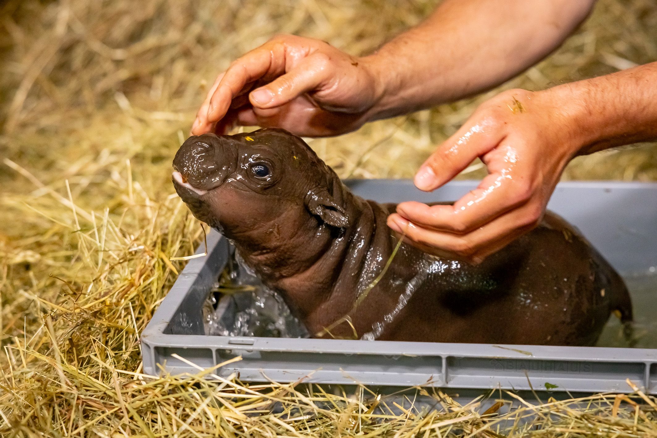 Wie soll das niedliche Mini-Hippo im Zoo heißen?