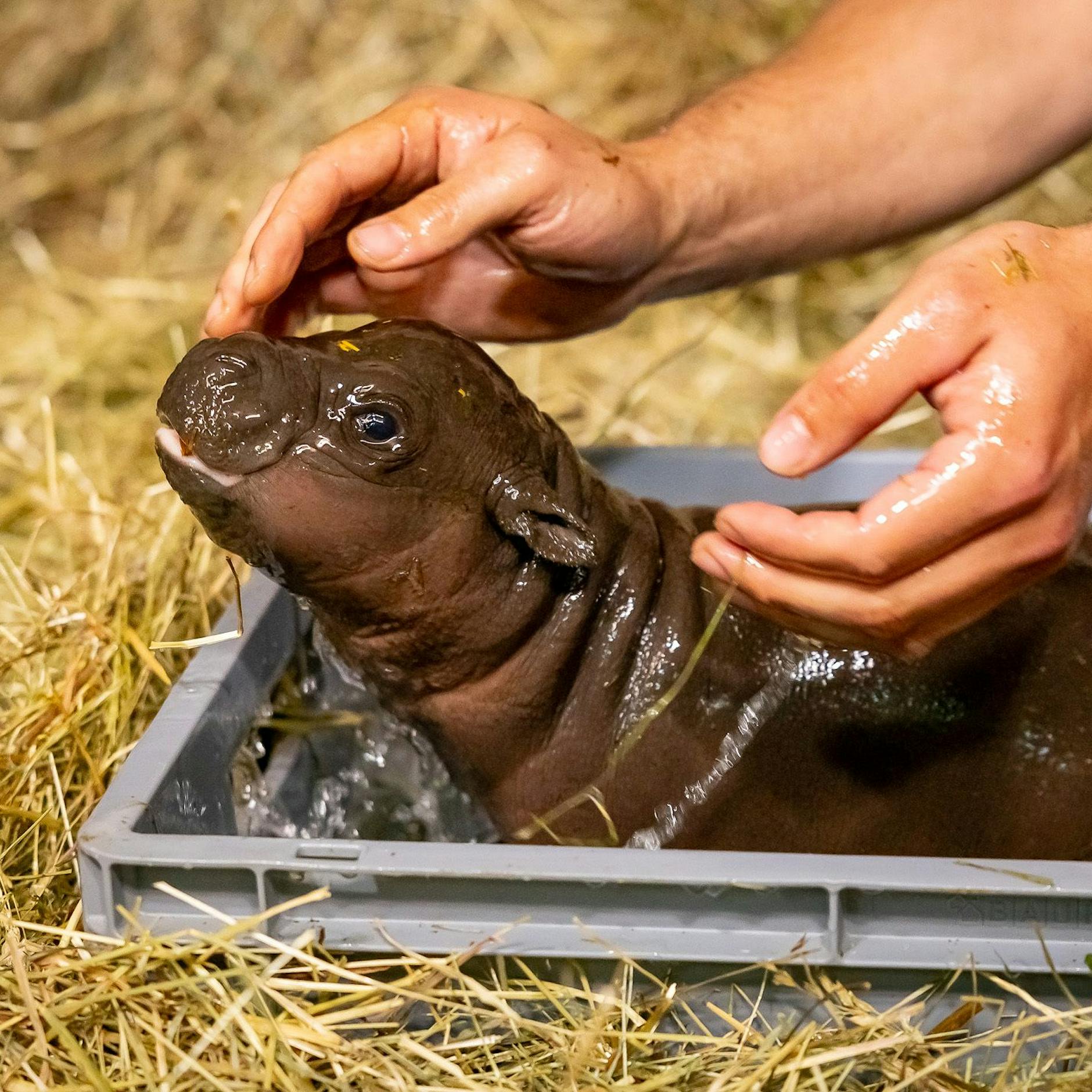 Wie soll das niedliche Mini-Hippo im Zoo heißen?