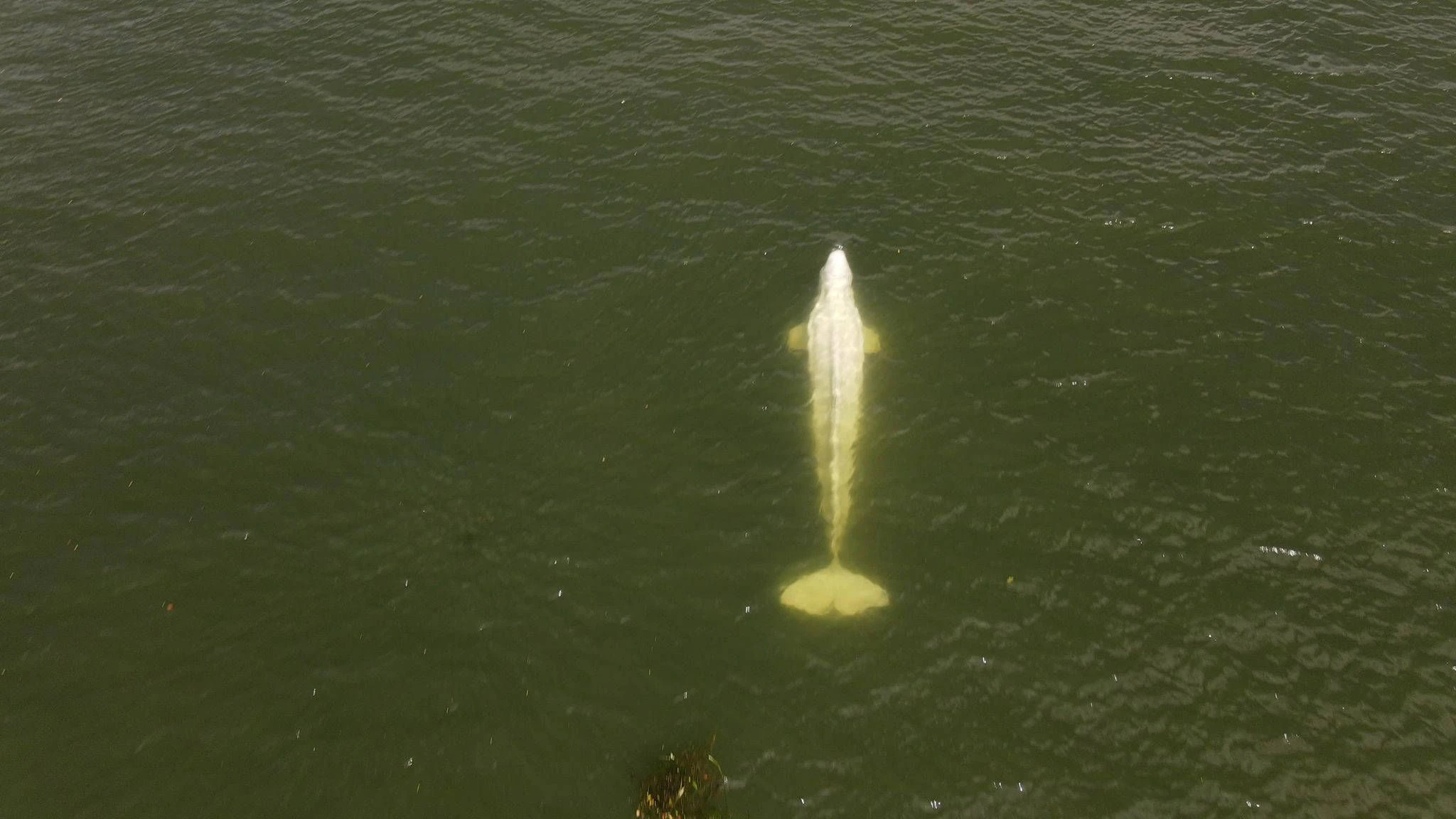 2022 verirrte sich ein Beluga-Wal in die Seine in Paris - darauf gibt es auch eine Anspielung im Film „Im Wasser der Seine“.
