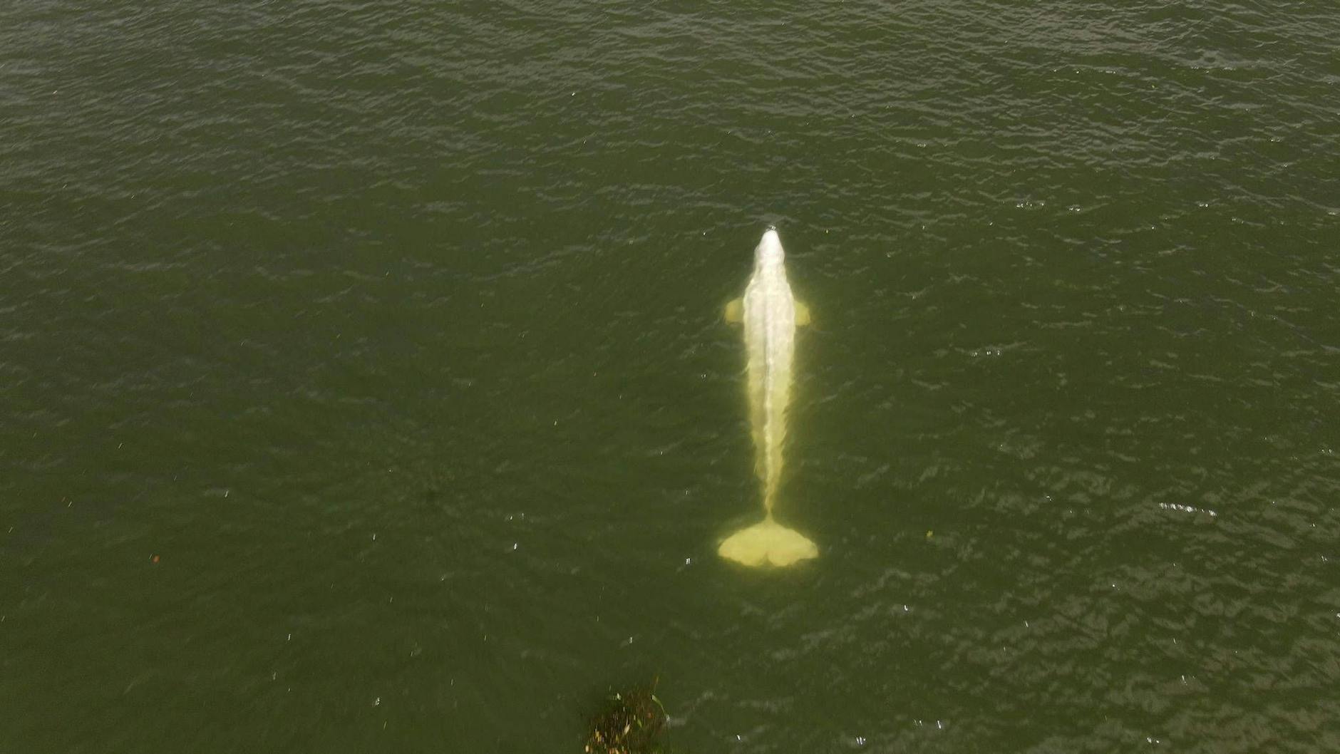 2022 verirrte sich ein Beluga-Wal in die Seine in Paris - darauf gibt es auch eine Anspielung im Film „Im Wasser der Seine“.