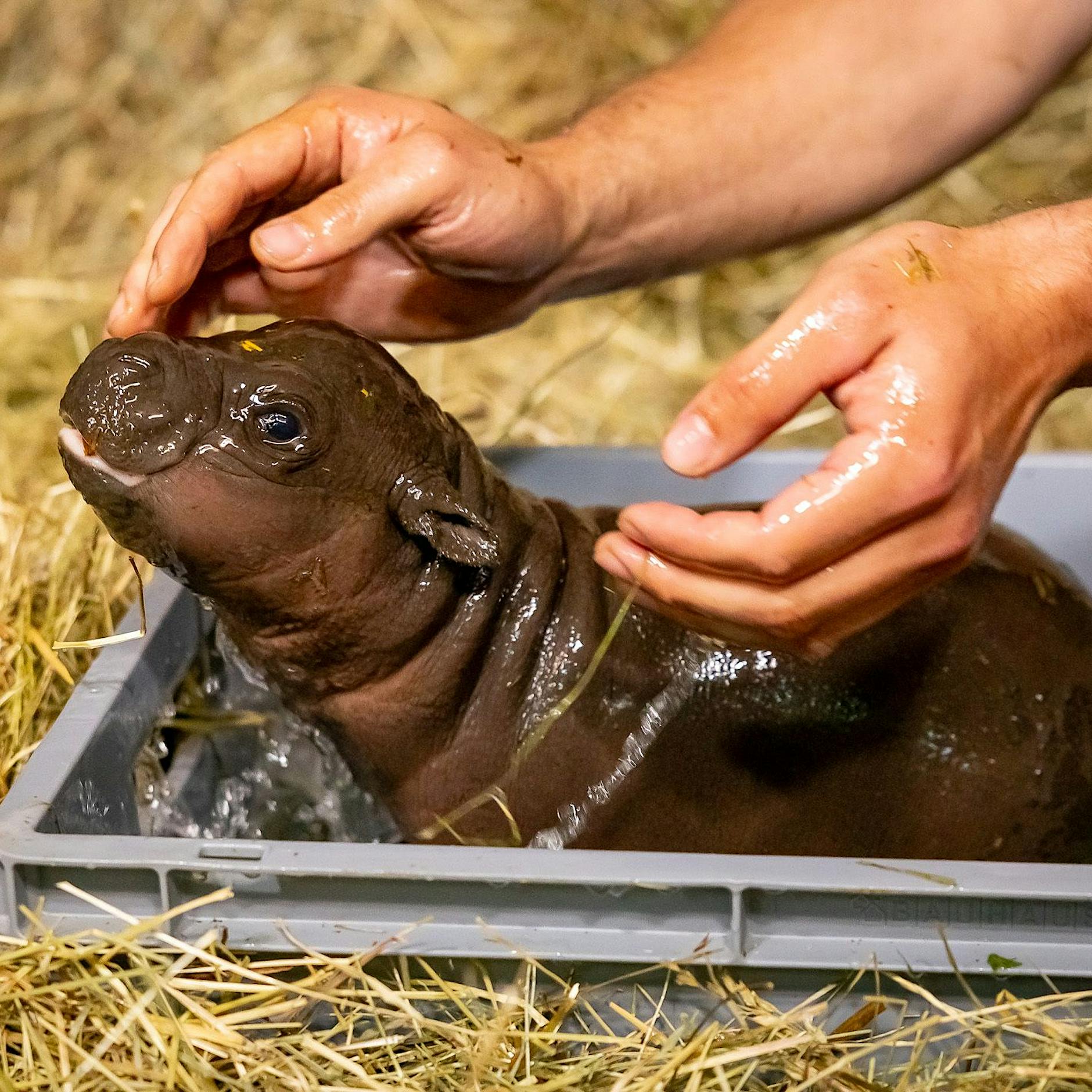 Berliner Zoo sucht Namen für neugeborenes Mini-Hippo