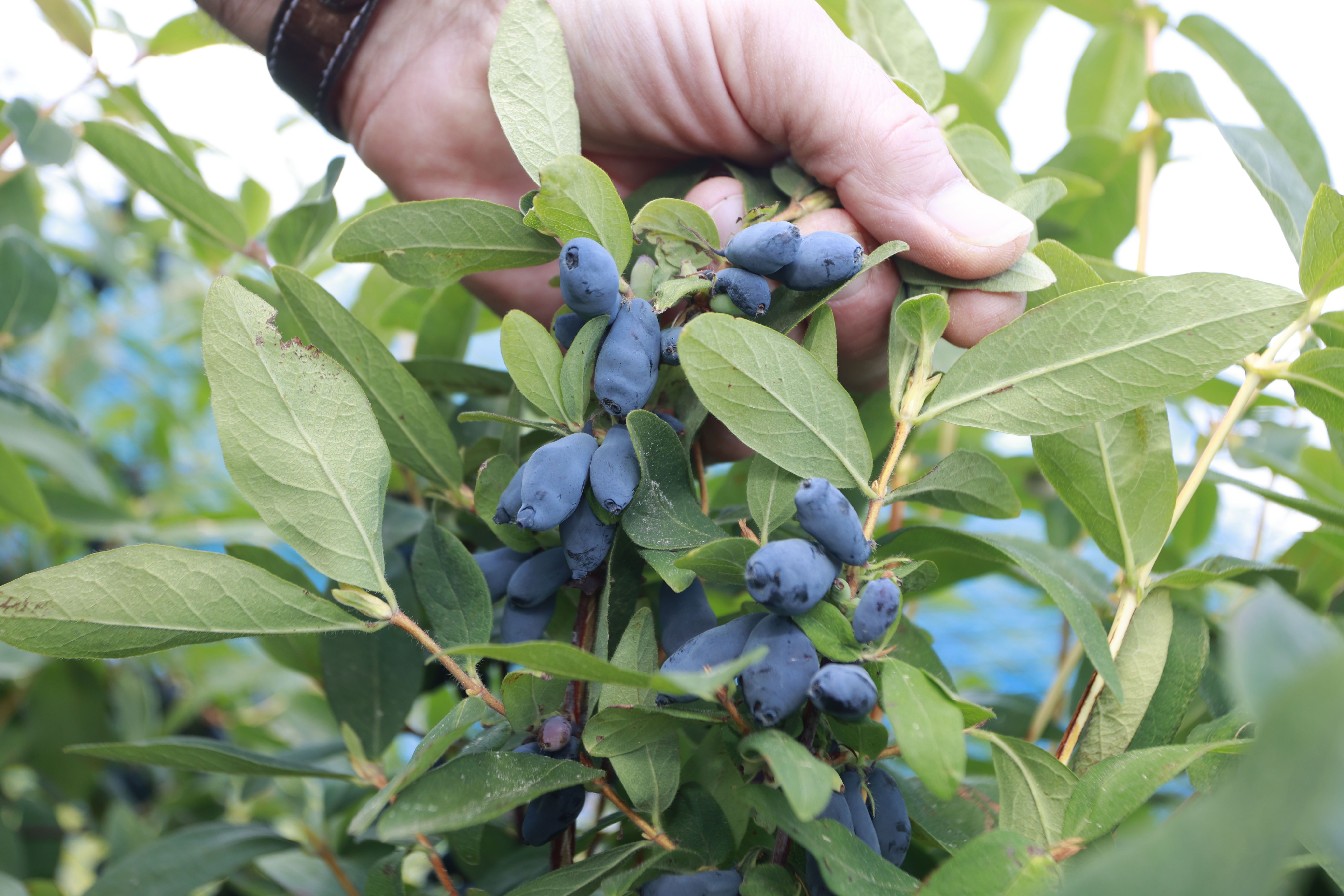 Das neue Superfood: Was kann die russische Haskap-Beere?