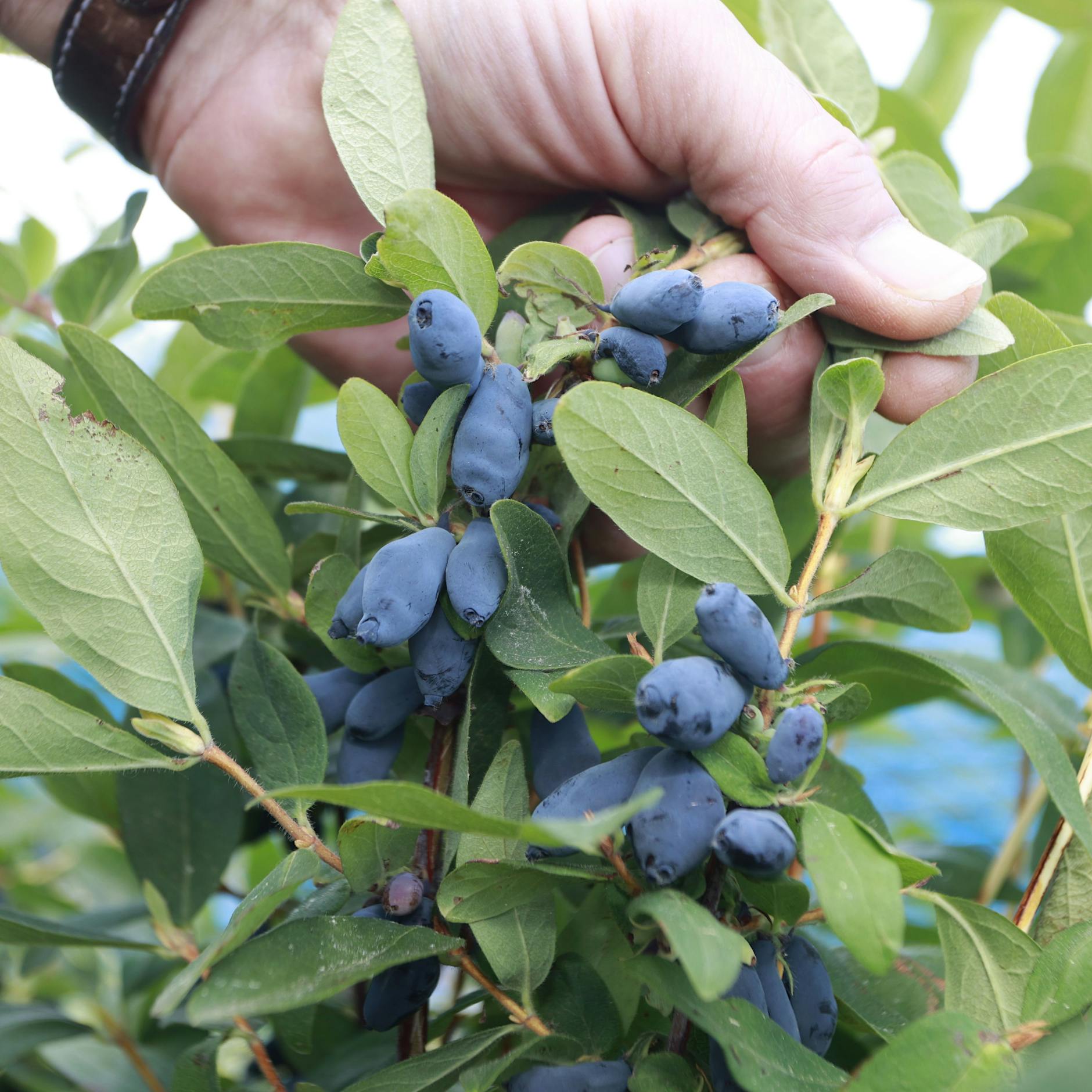 Das neue Superfood: Was kann die russische Haskap-Beere?