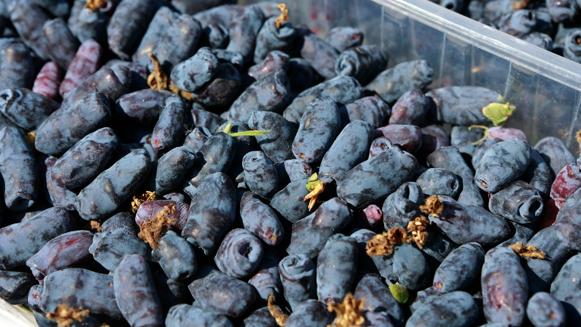 Länglich, fast walzenförmig: So sehen Haskap-Beeren aus. 