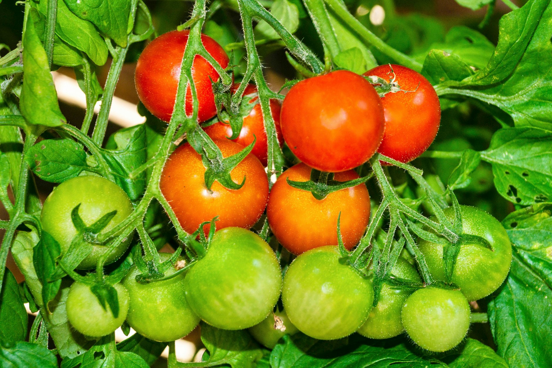 Die Blätter von Tomatenpflanzen sollte man regelmäßig abschneiden oder kürzen.
