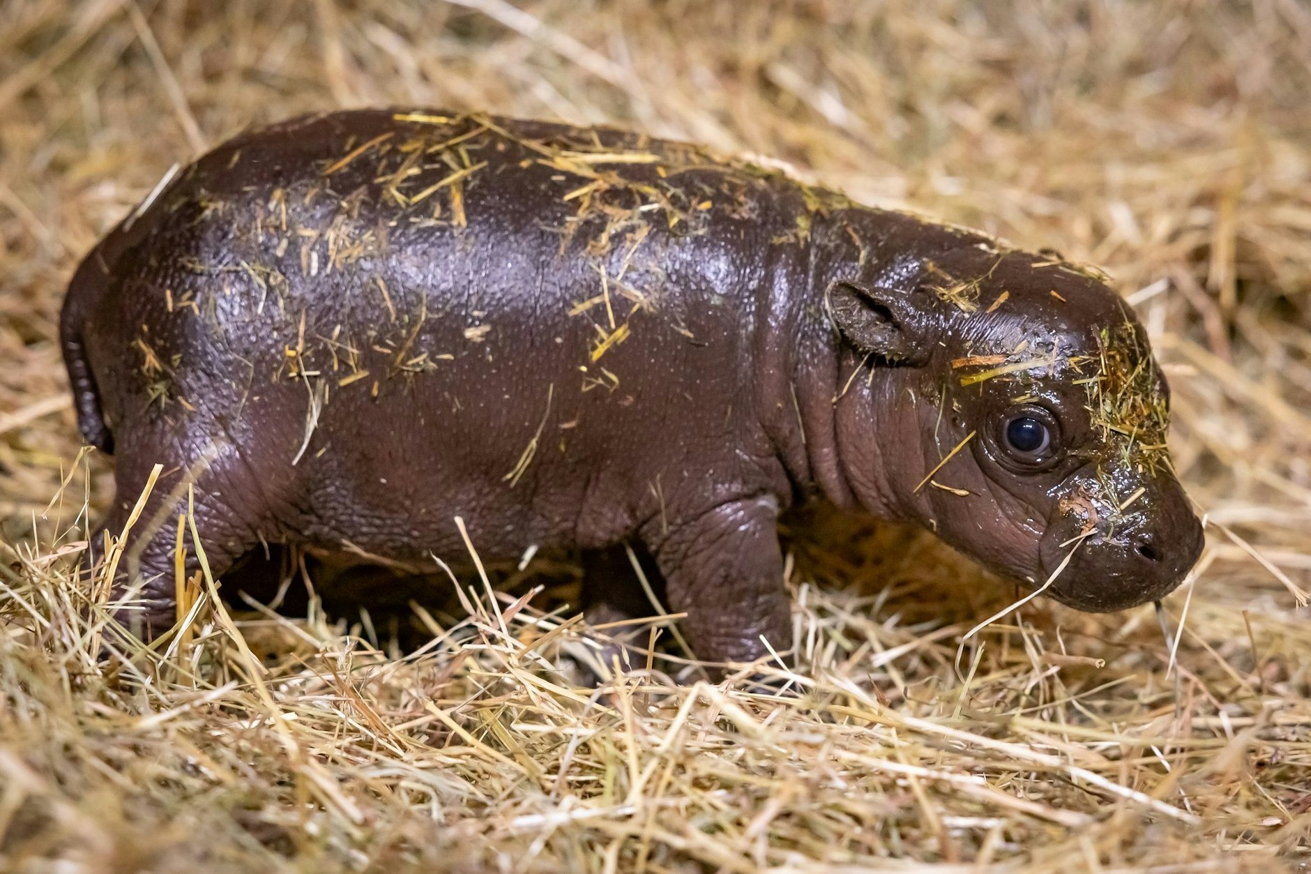 Ein&nbsp;Zwergflusspferd-Junges steht im Berliner Zoo.