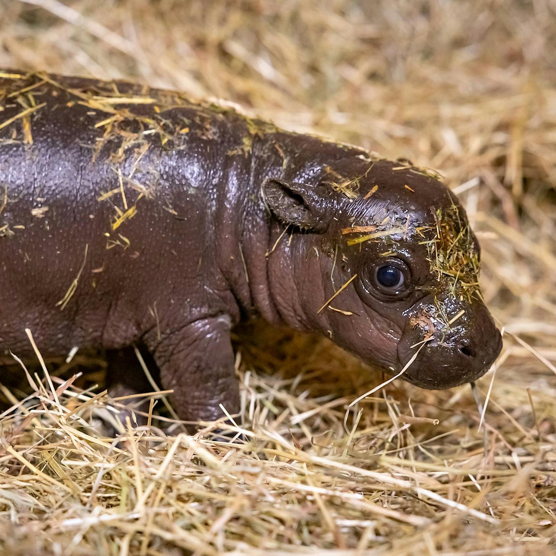 Zoo Berlin: Über 10.000 Namensvorschläge für Hippo-Baby
