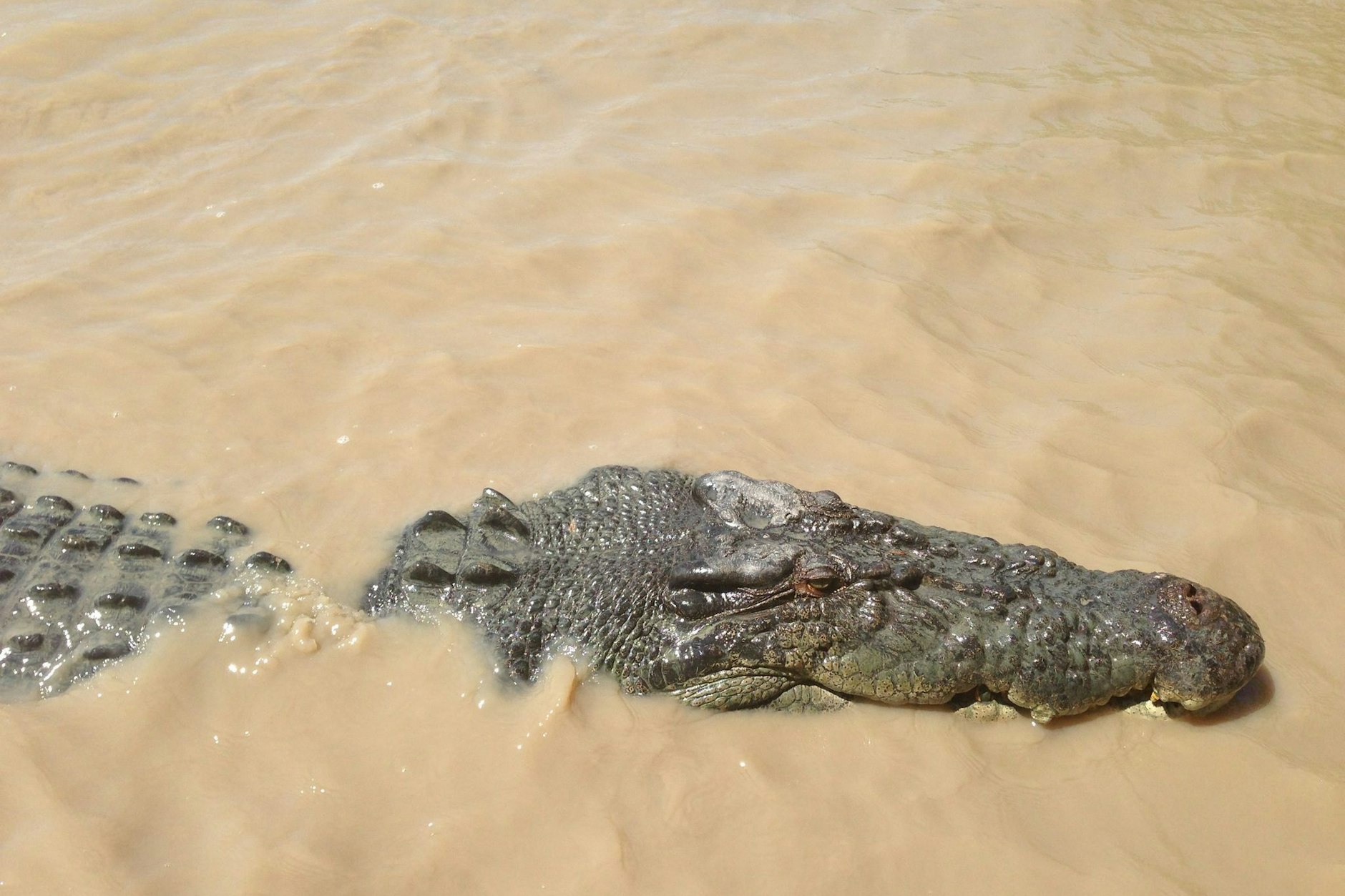 Im tropischen Norden von Australien wurde einen Zwölfjährige beim Baden von einem Krokodil gefressen.