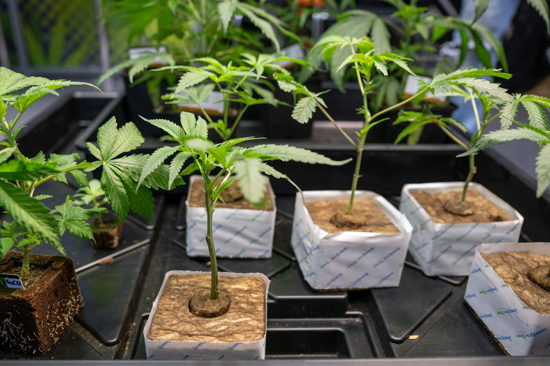 Hanfsämlinge. Eigentlich sollten am 1. Juli Cannabis-Anbaugemeinschaften in Berlin an den Start gehen.