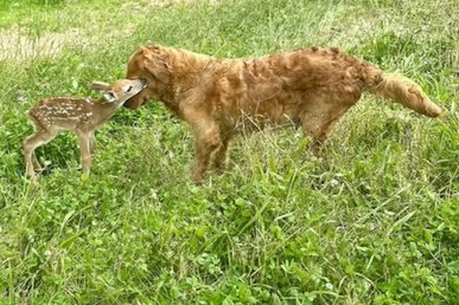 Golden Retriever-Dame trifft auf das kleine Bambi.