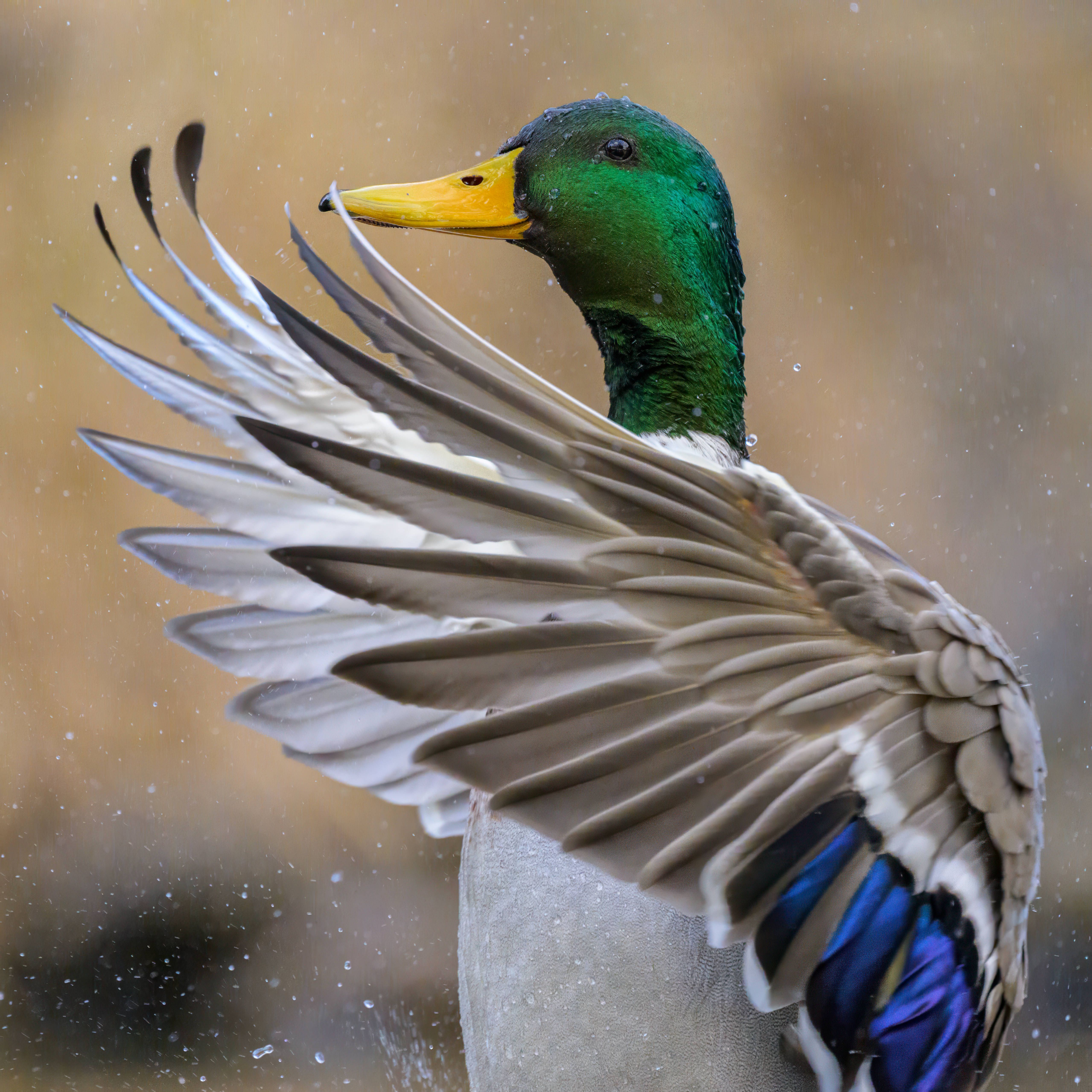 Millionen Klicks: So wird eine Ente zum Internet-Star!