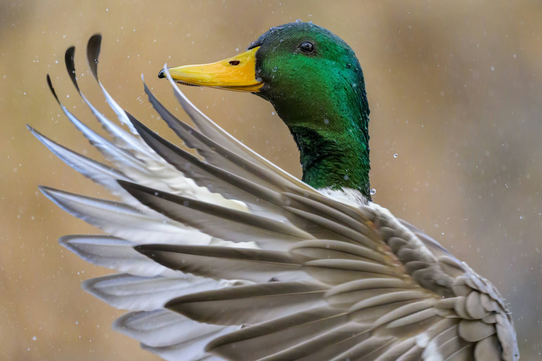 Eine Ente wird zum Internet-Star.