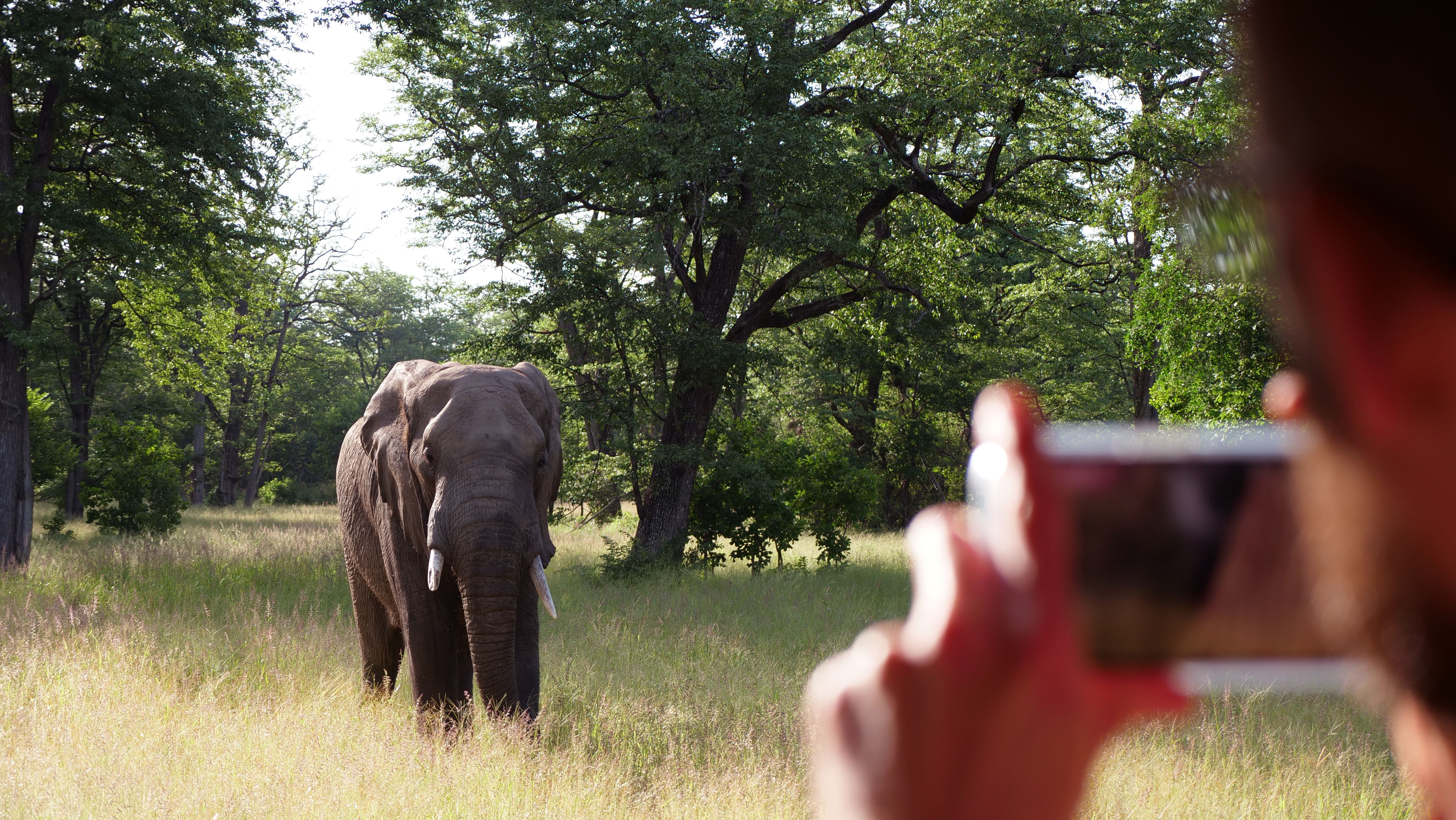 Tourist steigt für Foto aus Auto – Elefant trampelt ihn tot
