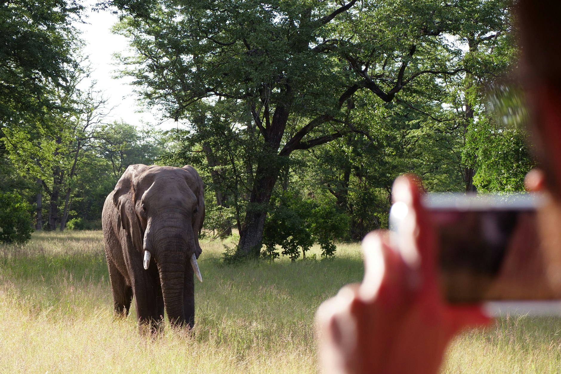 Tourist fotografiert einen Elefanten in einem afrikanischen Nationalpark. 