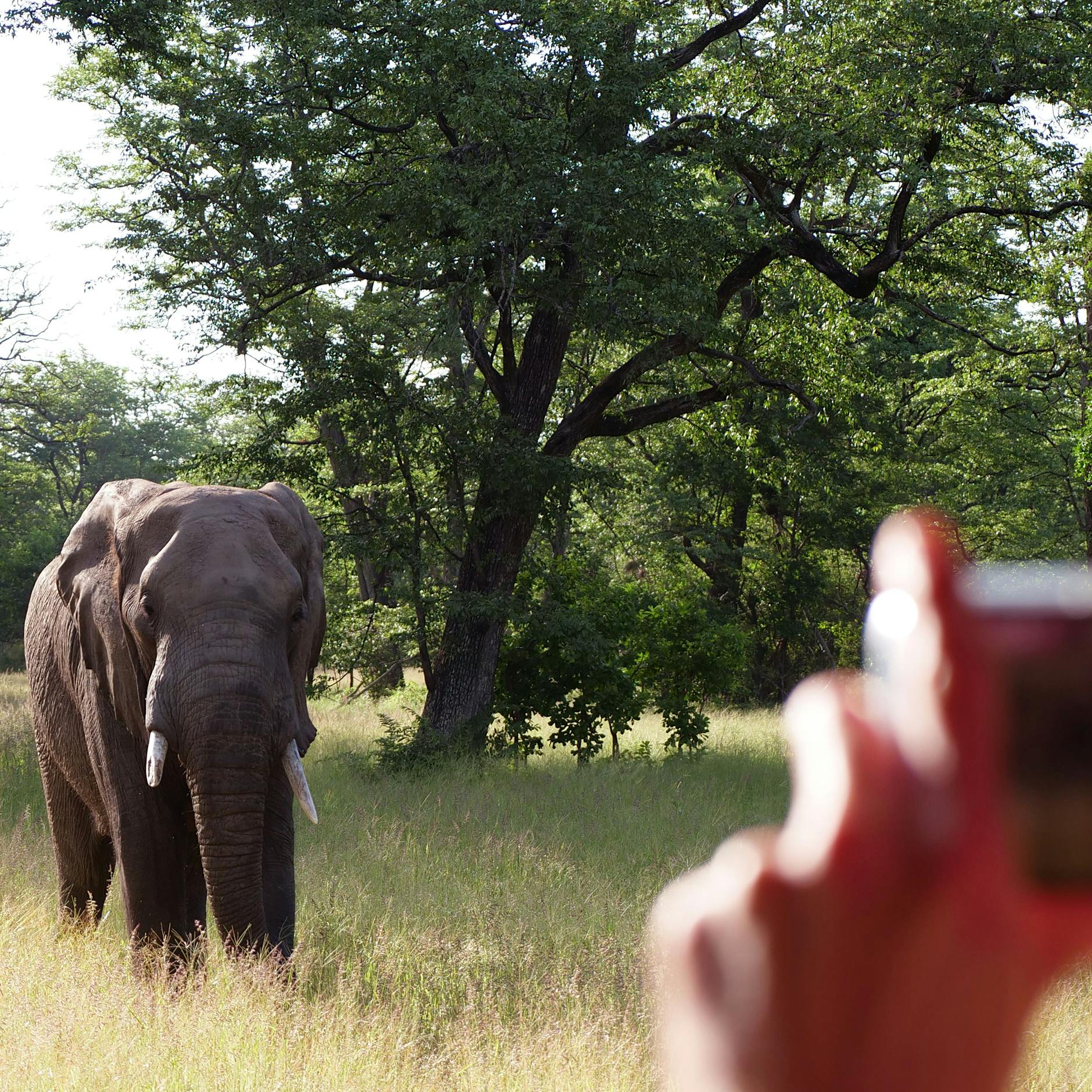 Tourist steigt für Foto aus Auto – Elefant trampelt ihn tot