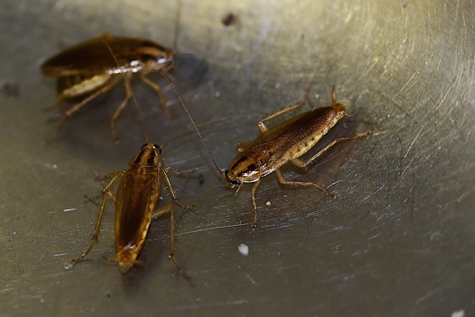 Mitteleuropäische Kakerlaken sind eher etwas kleiner, aber viele finden diese Schädlinge eklig.