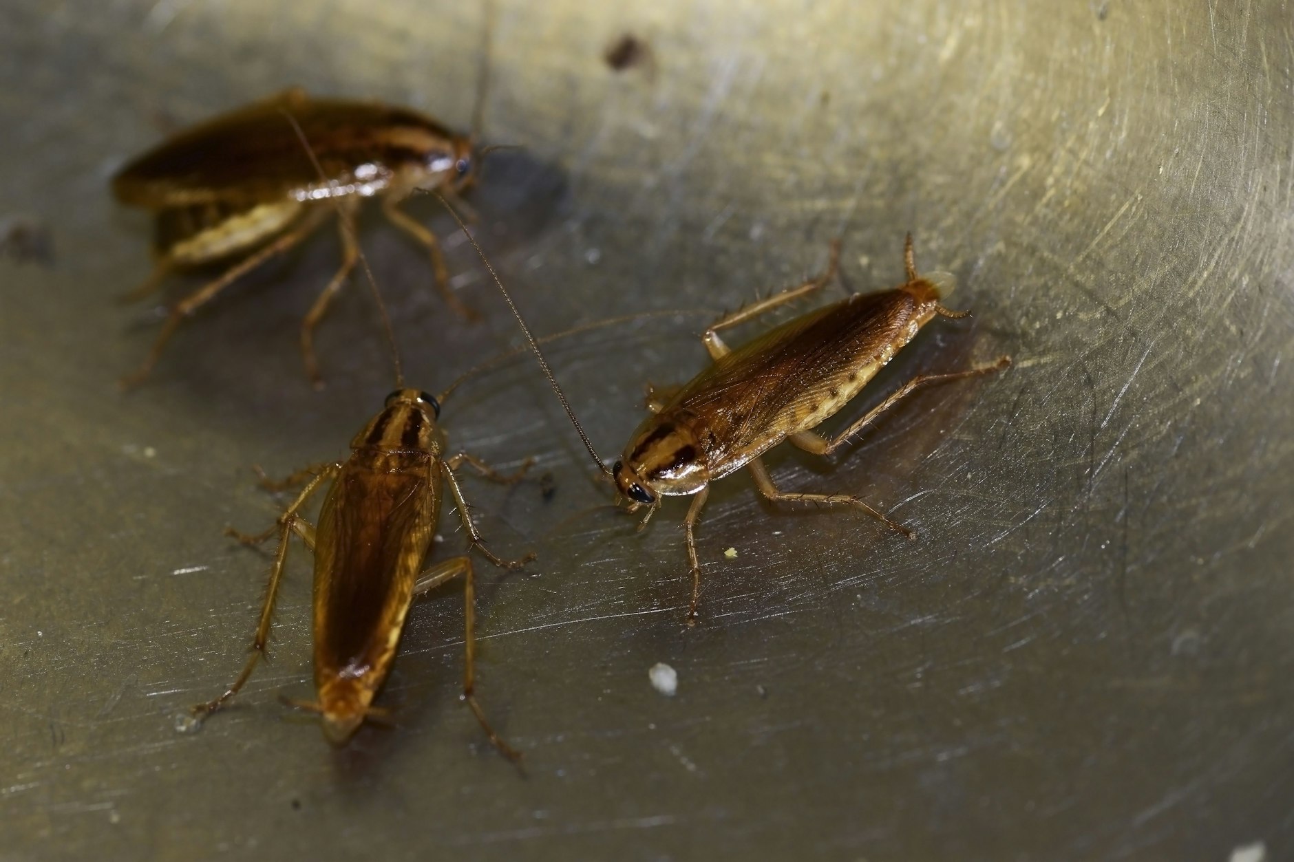 Mitteleuropäische Kakerlaken sind eher etwas kleiner, aber viele finden diese Schädlinge eklig.