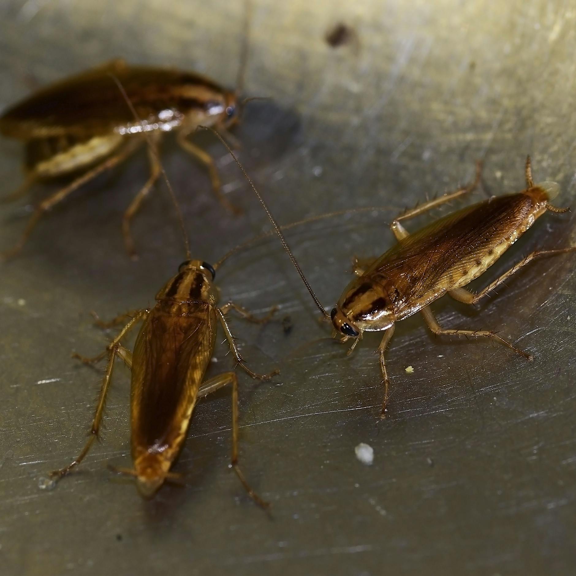 „Super-Kakerlaken“ auf Mallorca: Warum sind die Küchenschaben in Berlin viel kleiner?