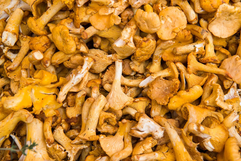 Brandenburg ormanlarındaki Chanterelles – ararken yaşadıklarım