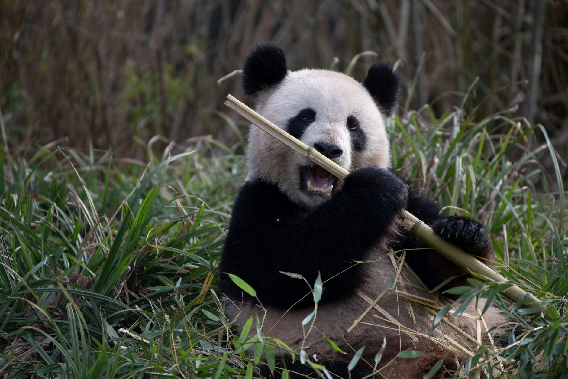 Panda-Dame Meng Meng ist mit Zwillingen schwanger, sie lässt es sich im Zoo Berlin schmecken.