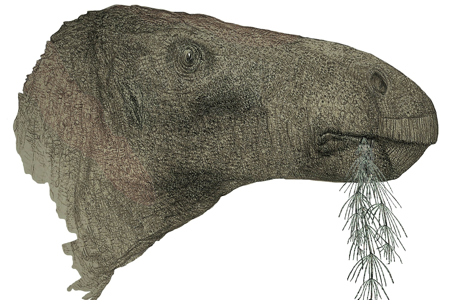 So könnte der Dinsaurier Comptonatus chasei ausgesehen haben.