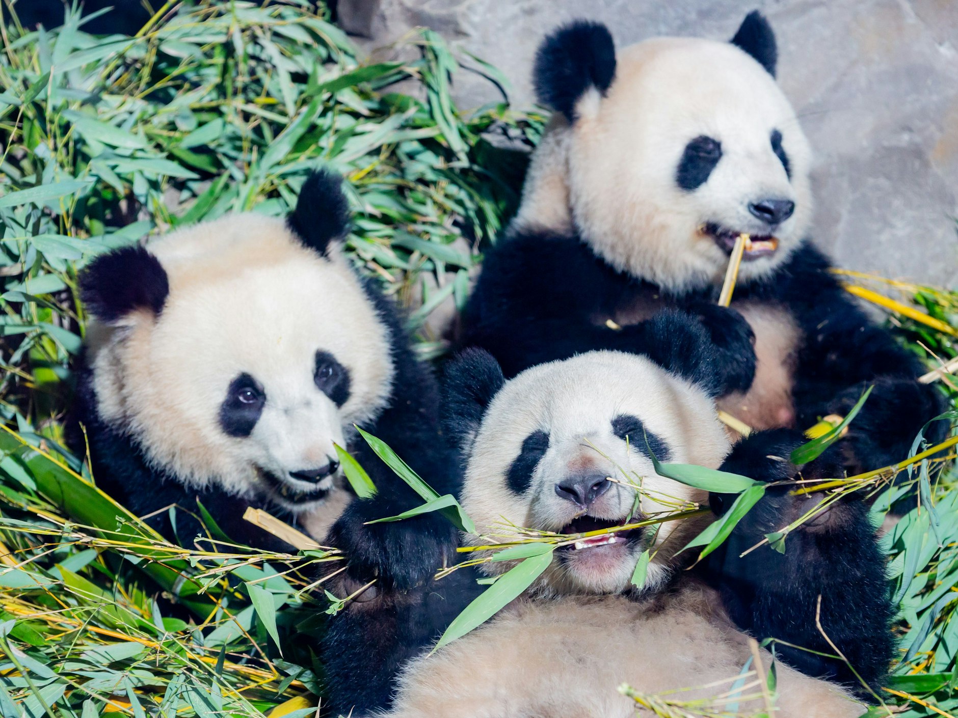Die Panda-Zwillinge Pit (l) und Paule (unten) essen neben Mutter Meng Meng in ihrem Gehege im Berliner Zoo Bambus. Die Zwillinge sind momentan nicht mehr in Berlin.