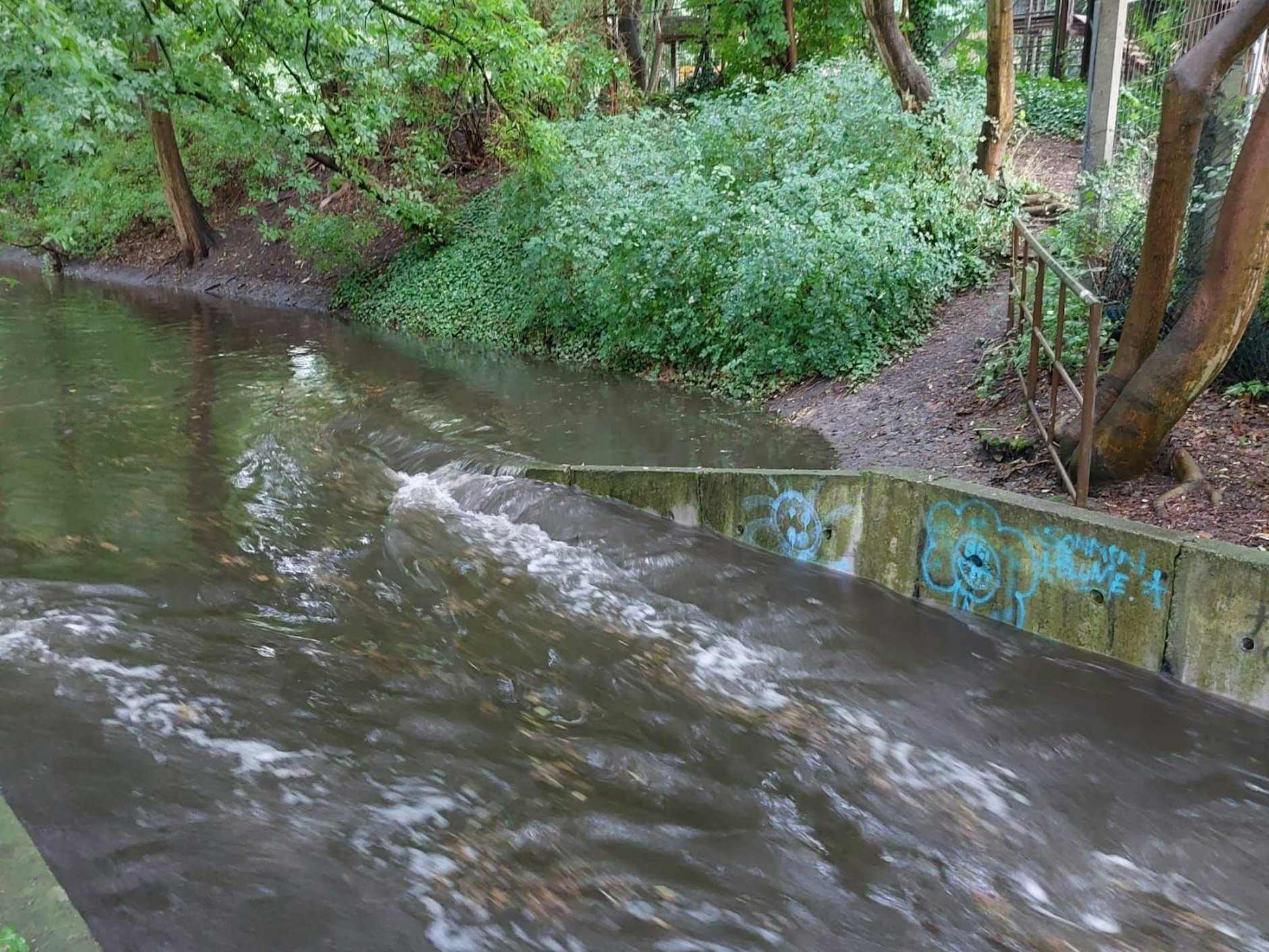Die Panke in Niederschönhausen steht so hoch wie seit Jahren nicht, sie ist zum tosenden Fluss geworden.