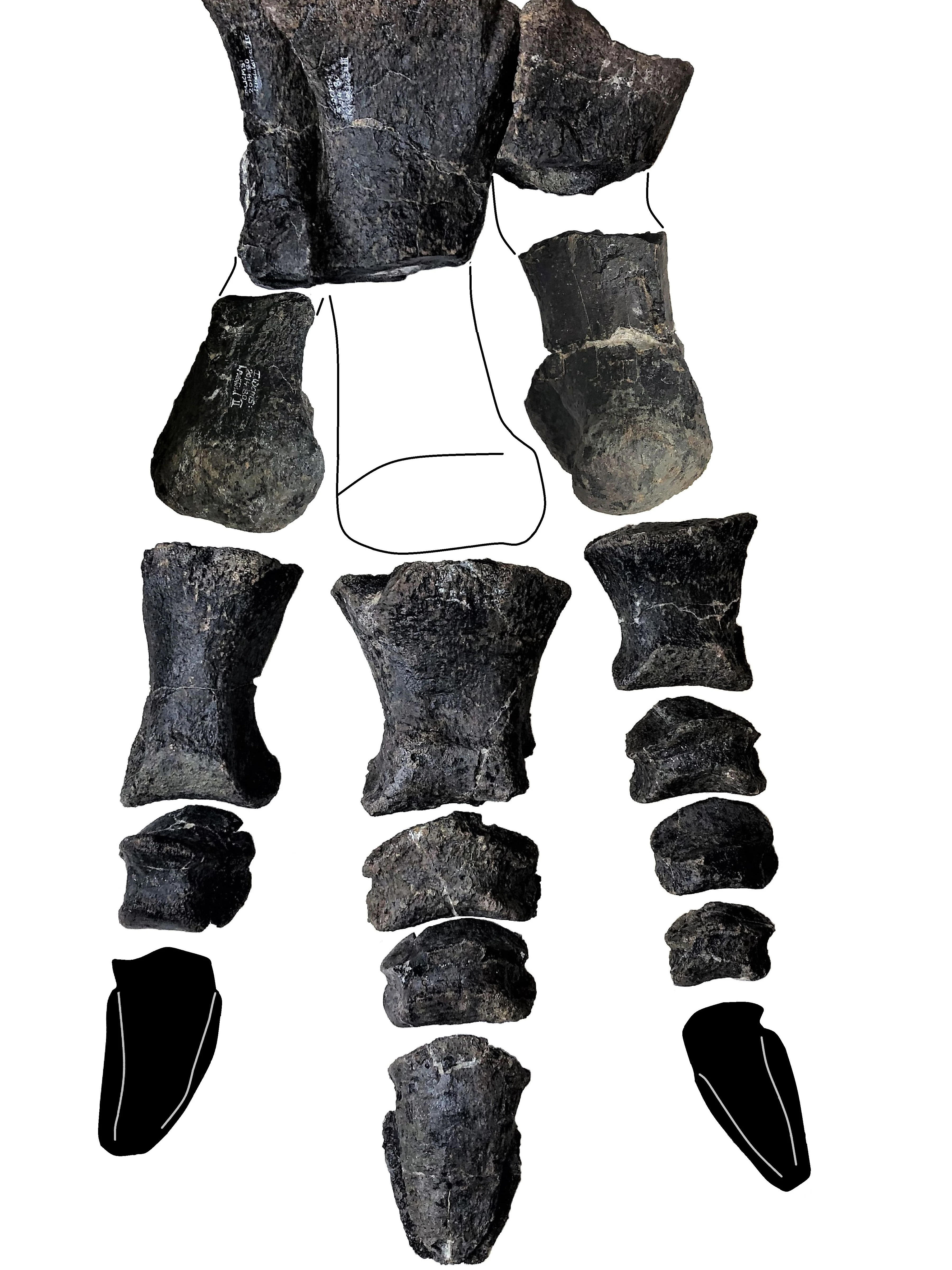 Der Fußknochen des Dinosauriers Comptonatus chasei