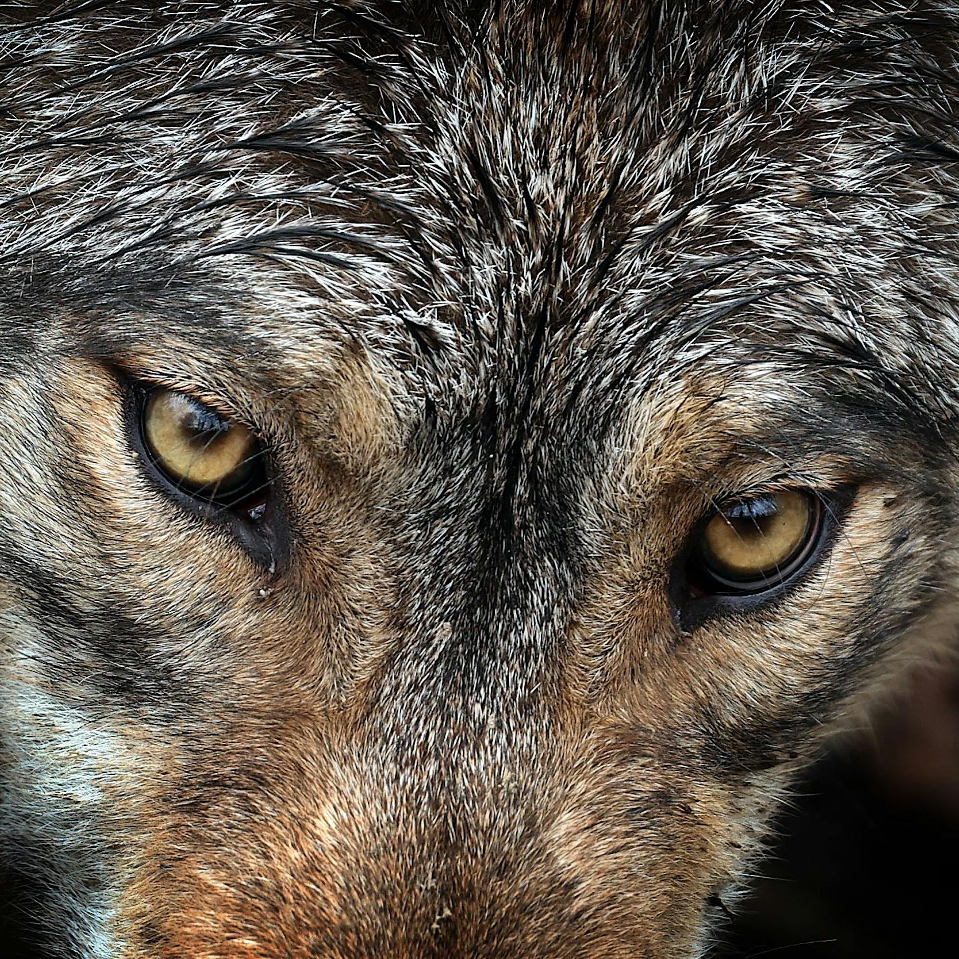 Brandenburg: Sollte man den Wolf zum Abschuss freigeben?