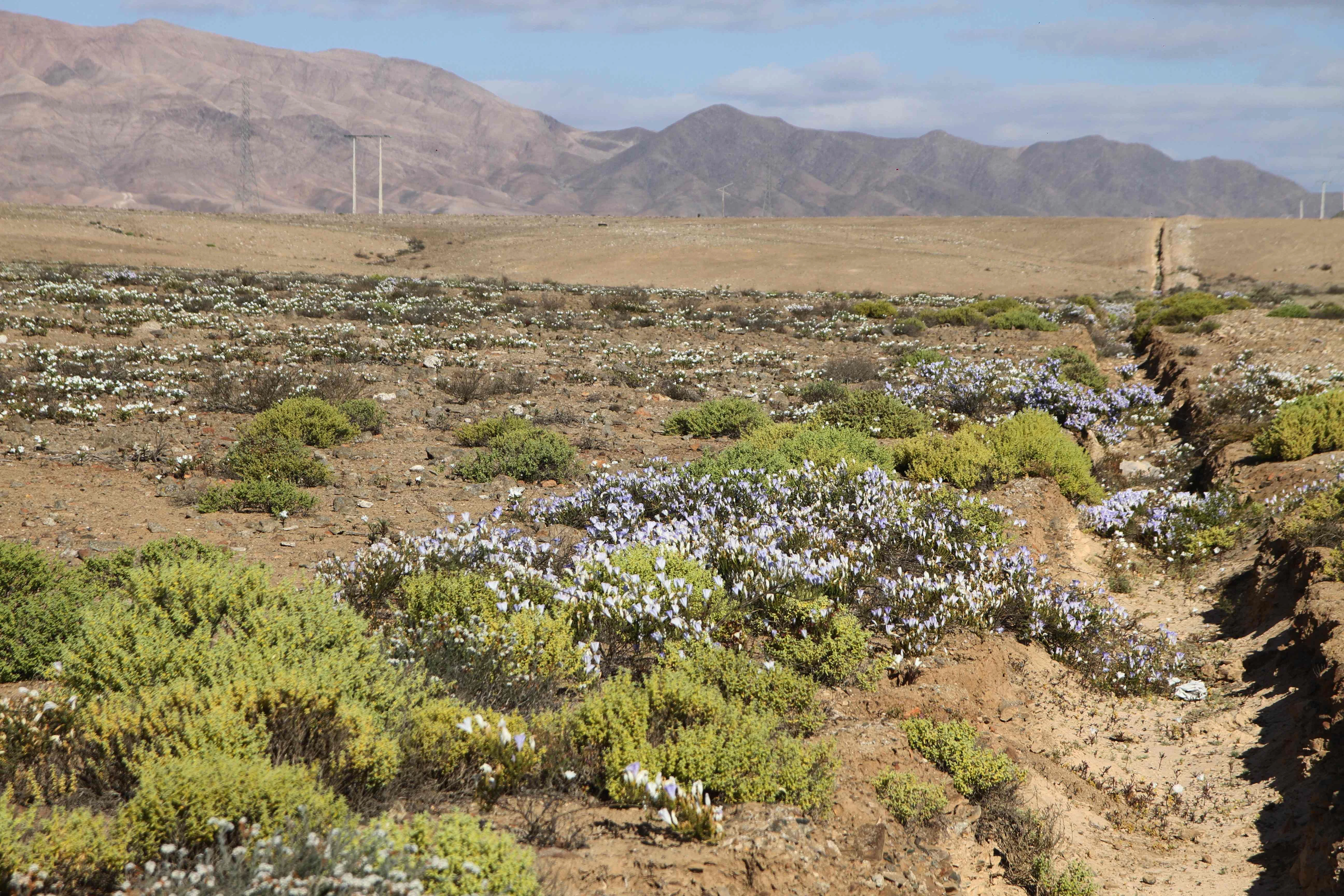 Auf dem Höhepunkt der Atacama-Winterblüte blühen mehr als 200 Pflanzenarten.&nbsp;