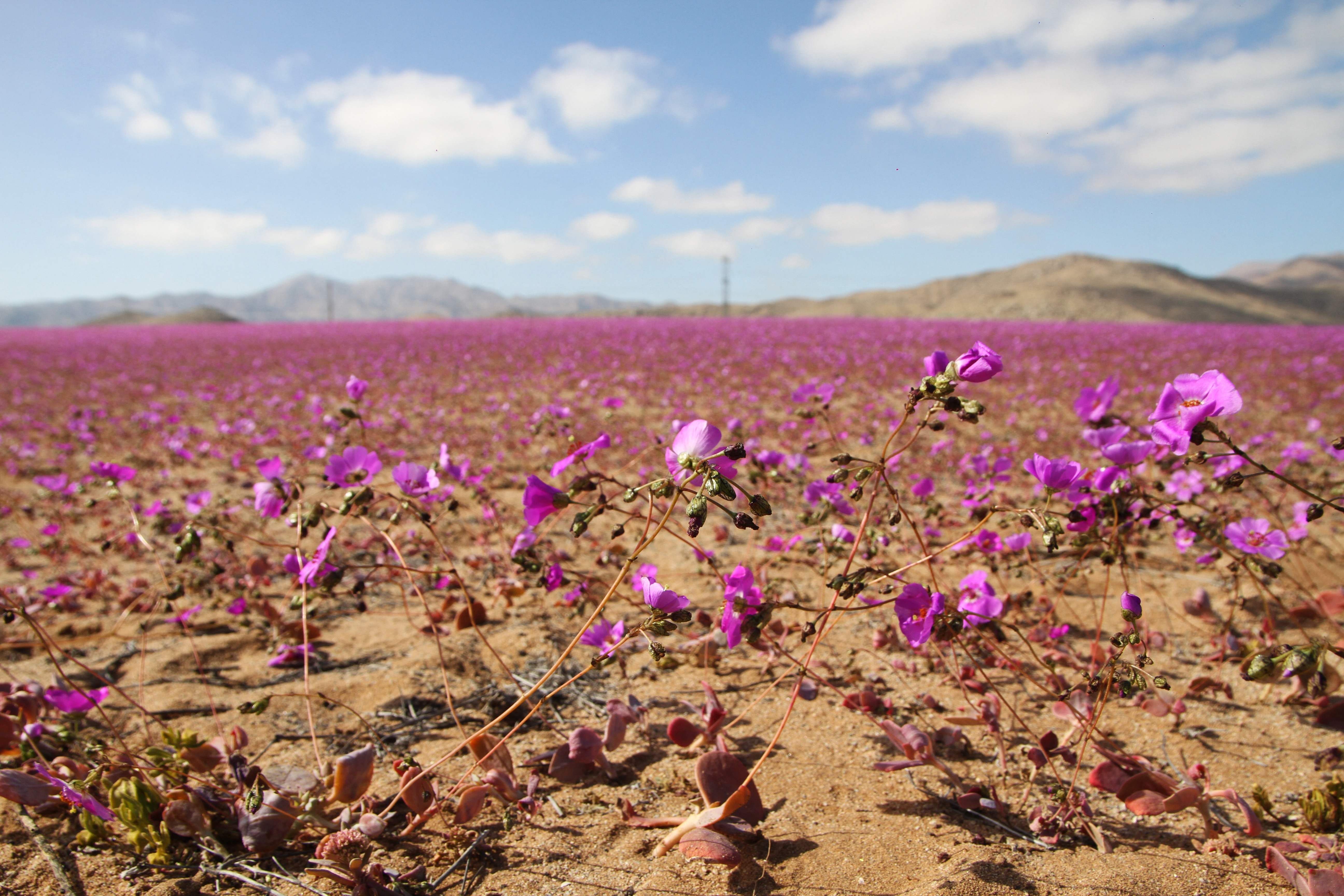 Atacama-Wüste in Chile: Sehr frühe Blütenpracht