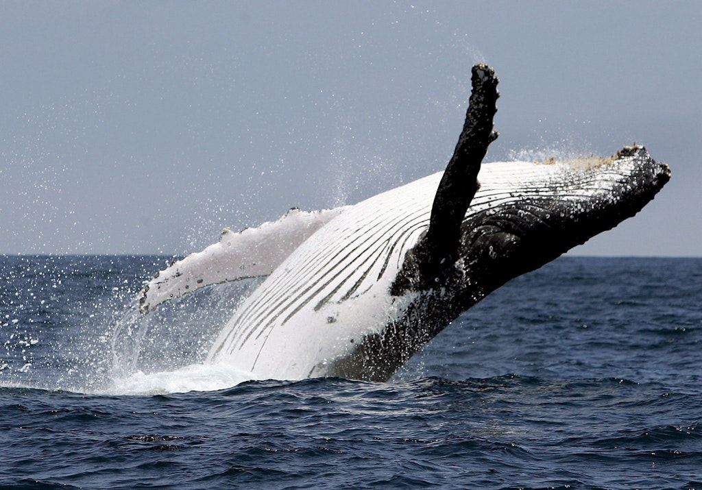 Video goes viral: Whale swallows kayaker and spits him out again