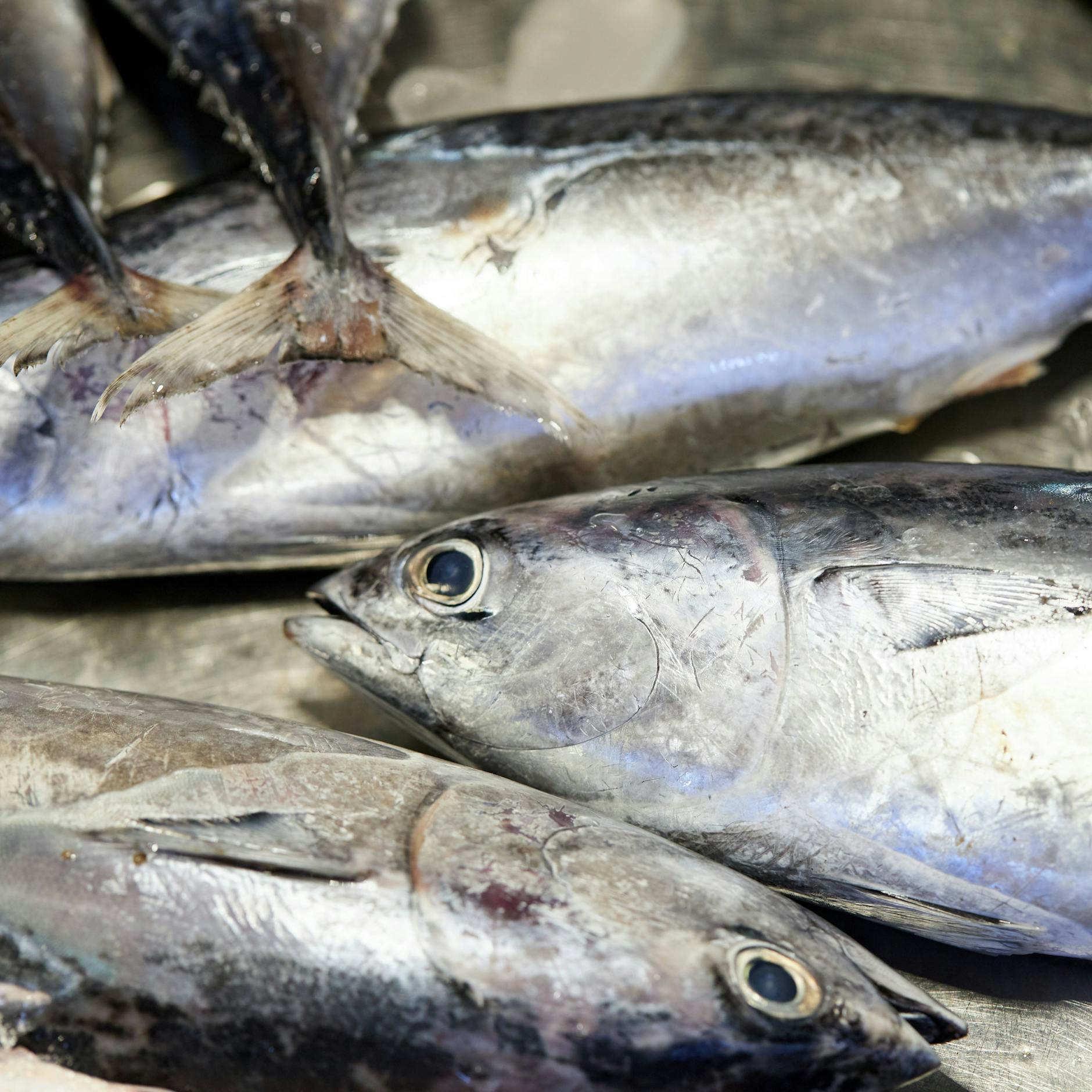 Image - Rezept der Woche: Was tun mit dem Thunfisch?