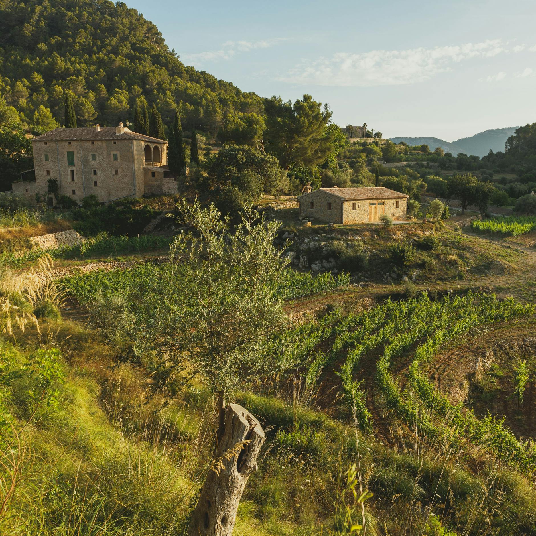 Image - Mallorca: Warum Weinbauern auf der Baleareninsel ihr Glück suchen