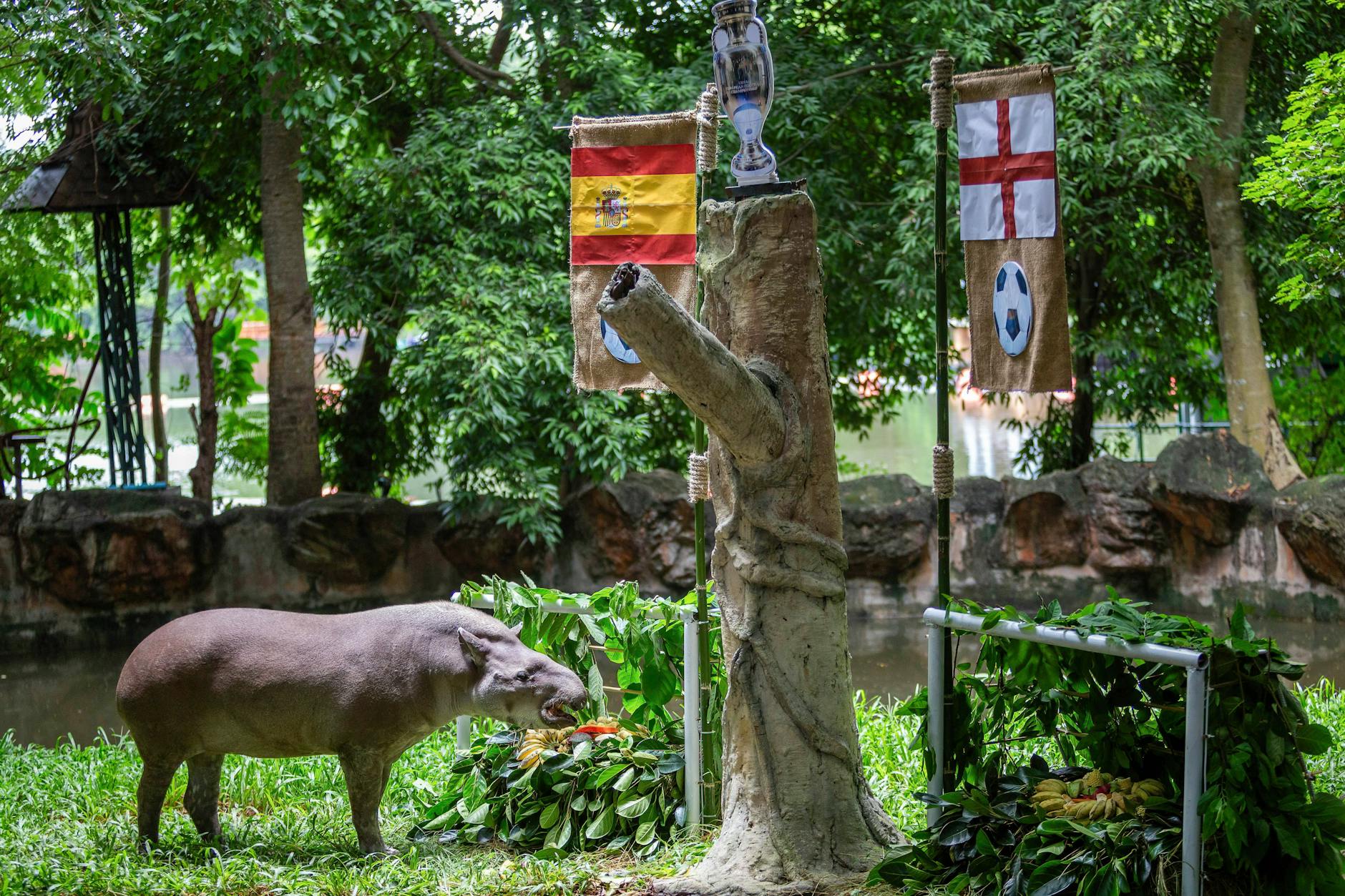 Tapir Khao Knong kommt im Zoo von Chiang Mai (Thailand) als Orakel zum Einsatz – und sagt voraus, dass Spanien den Titel holt.
