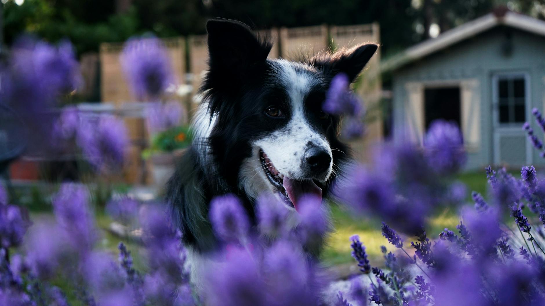 Lavendel riecht nicht nur gut und sieht schön aus, die Pflanze ist für Hunde unbedenklich.