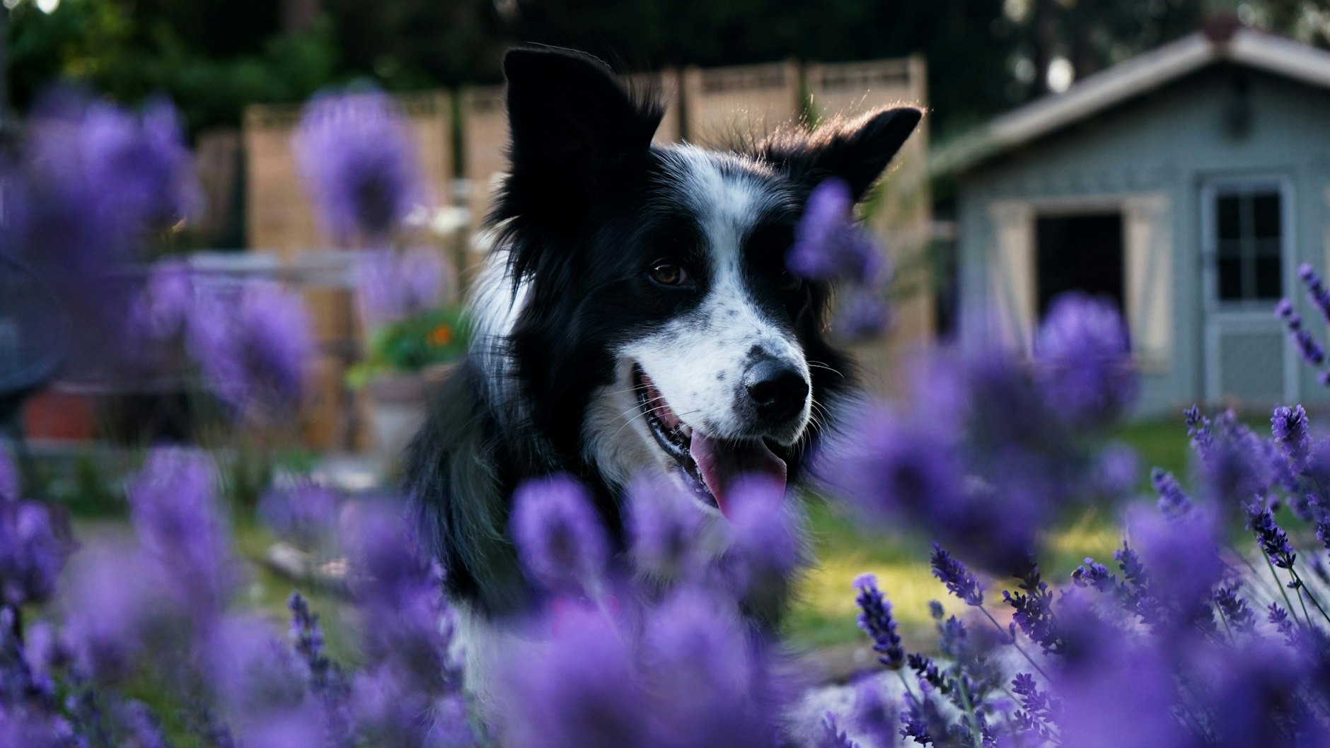 Lavendel riecht nicht nur gut und sieht schön aus, die Pflanze ist für Hunde unbedenklich.