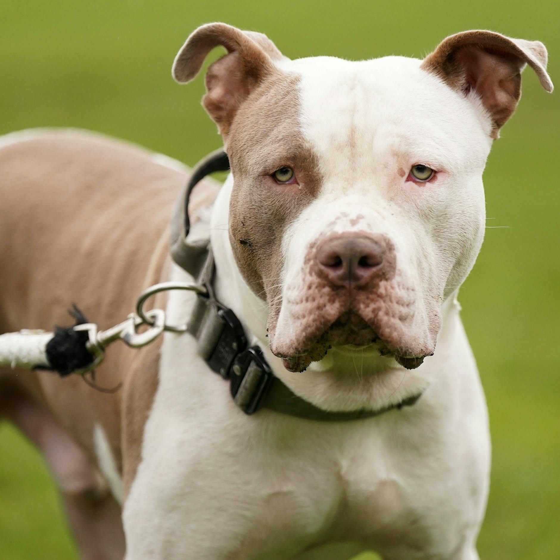 Nach tödlichem Angriff: Zwei Länder verbieten diese Hunderasse!