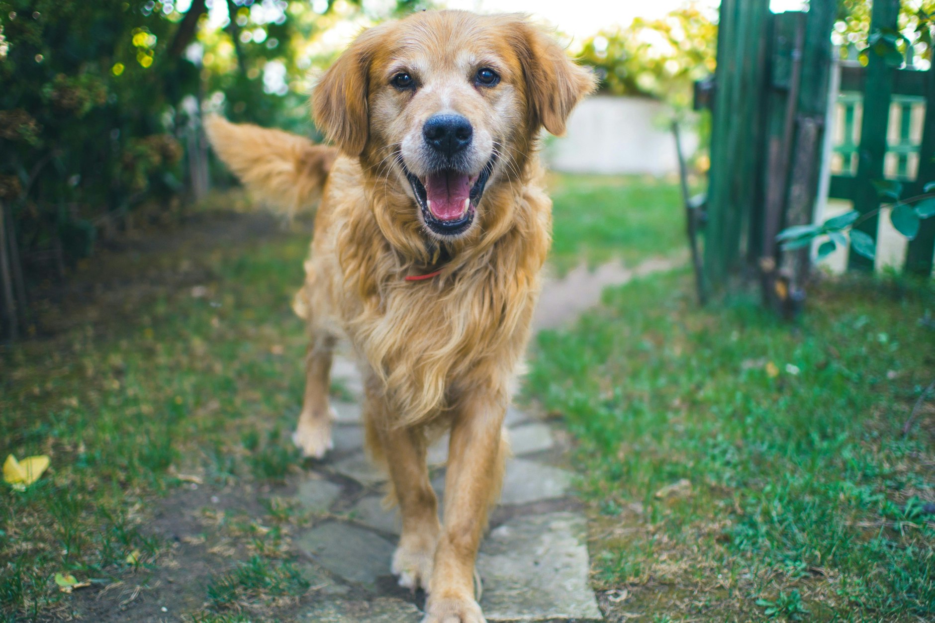 Ein schöner Garten lässt das Hundeherz höher schlagen.